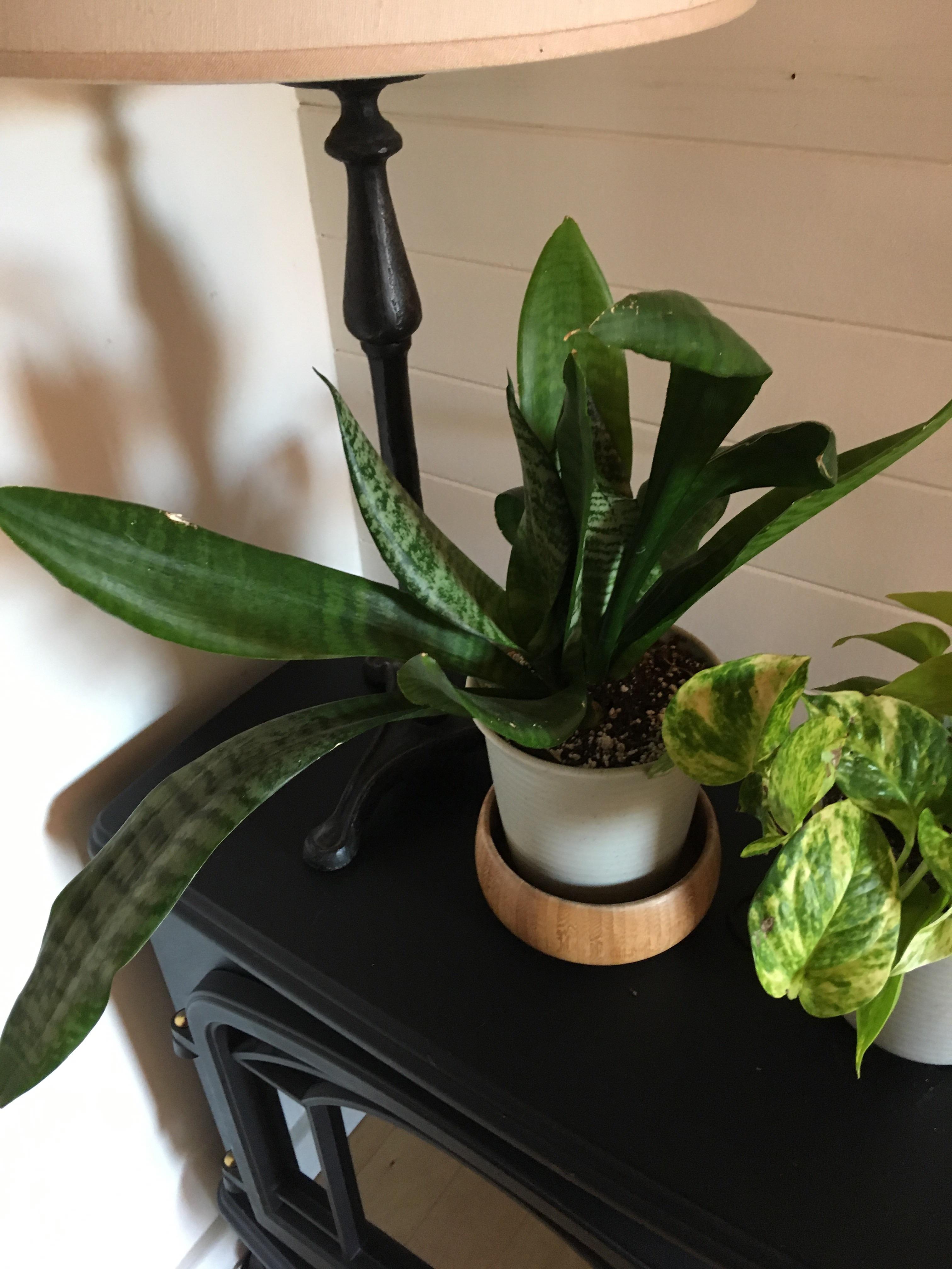 why is my snake plant doing this?? r/plants