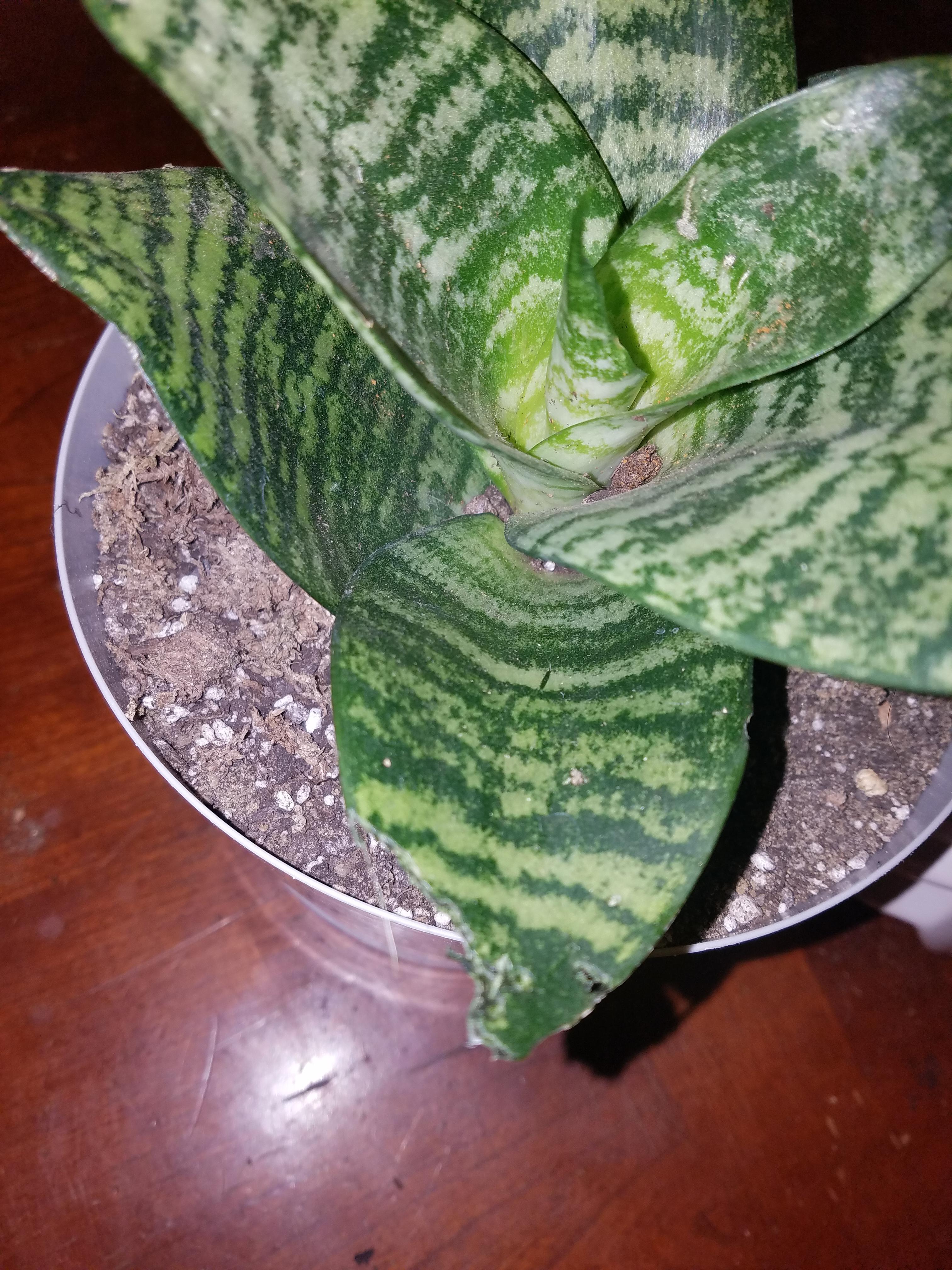 How do I get my cat to stop eating my succulents r/succulents