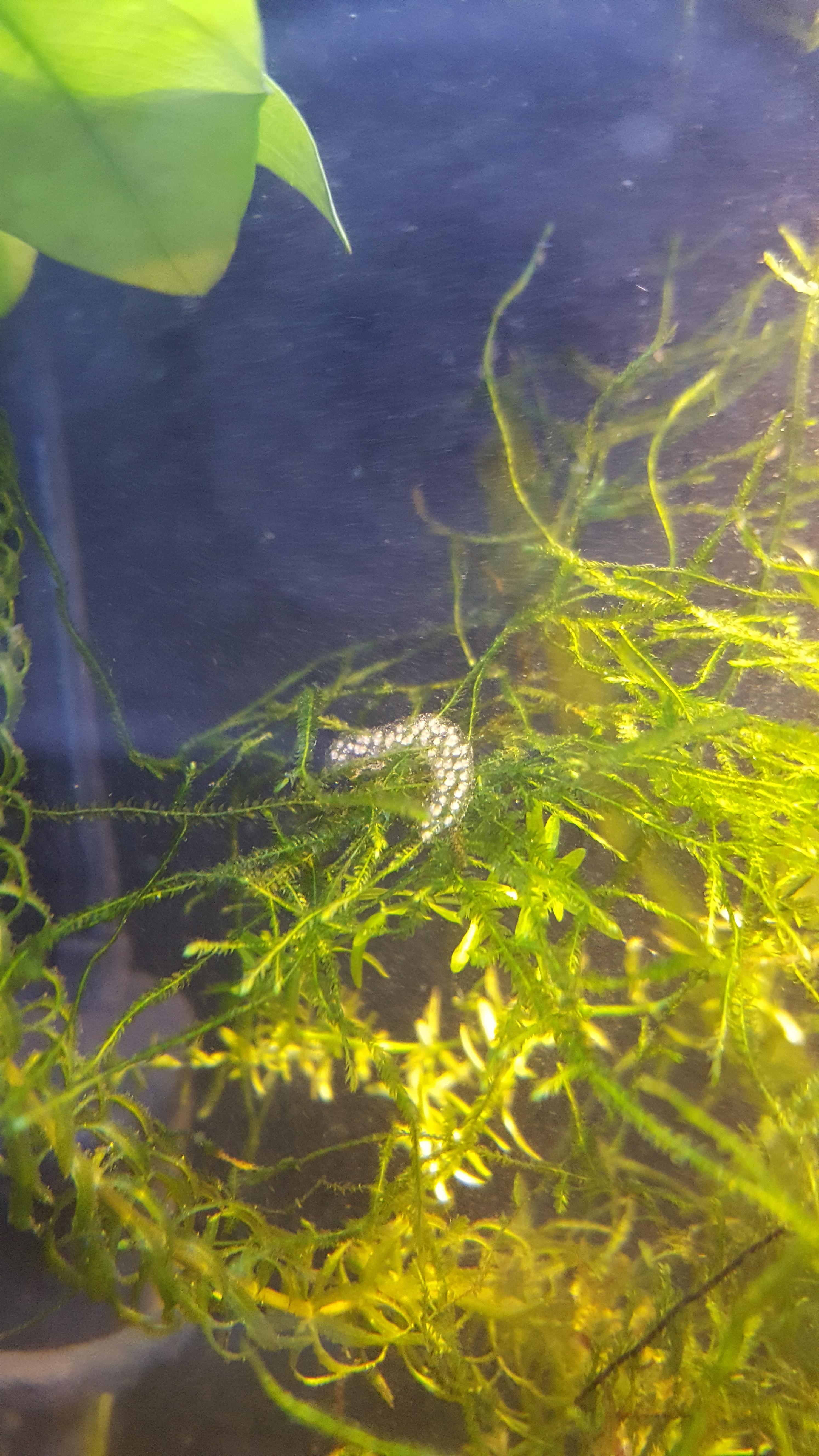 Bought some shrimp and the eggs came with a bit of plant. What are they