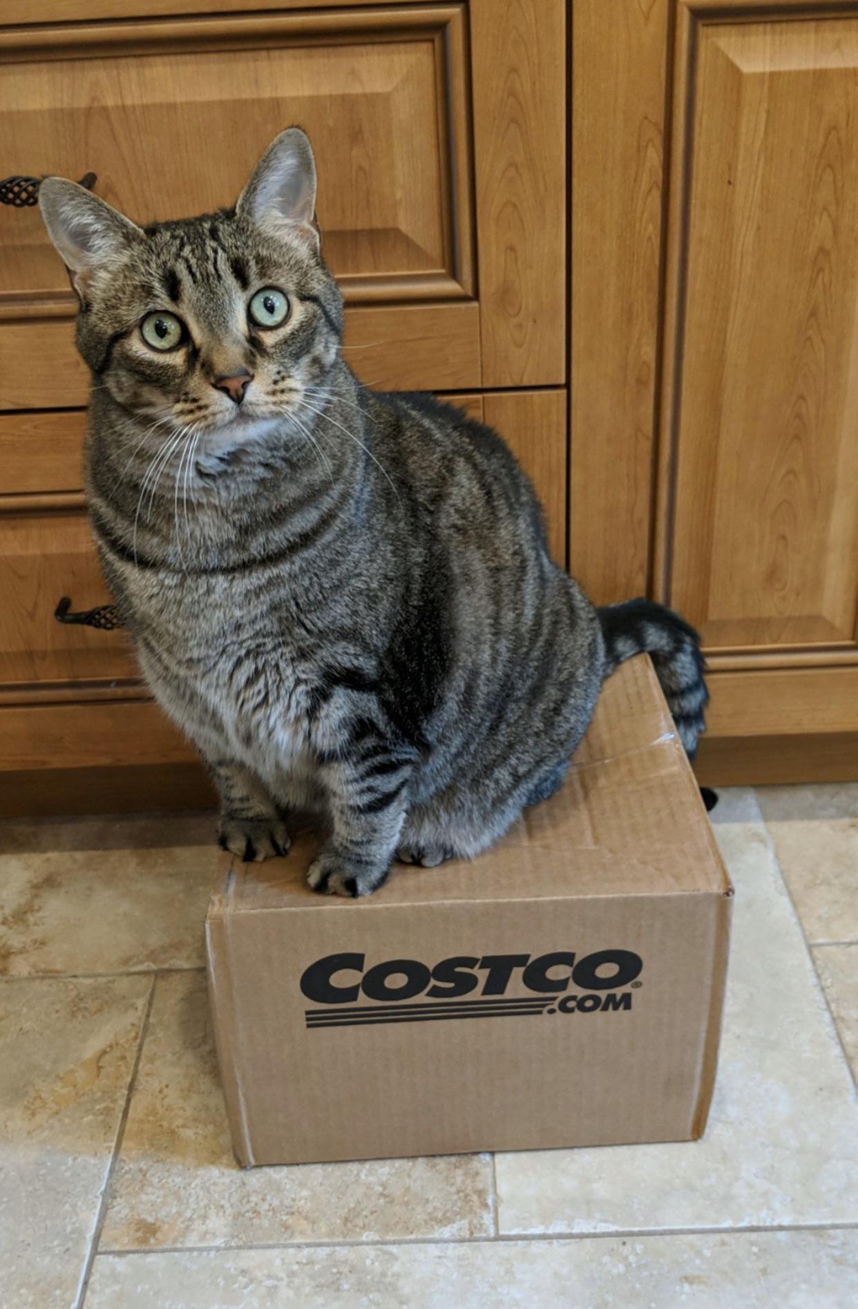 crazy eyed cat on a costco box r/cats