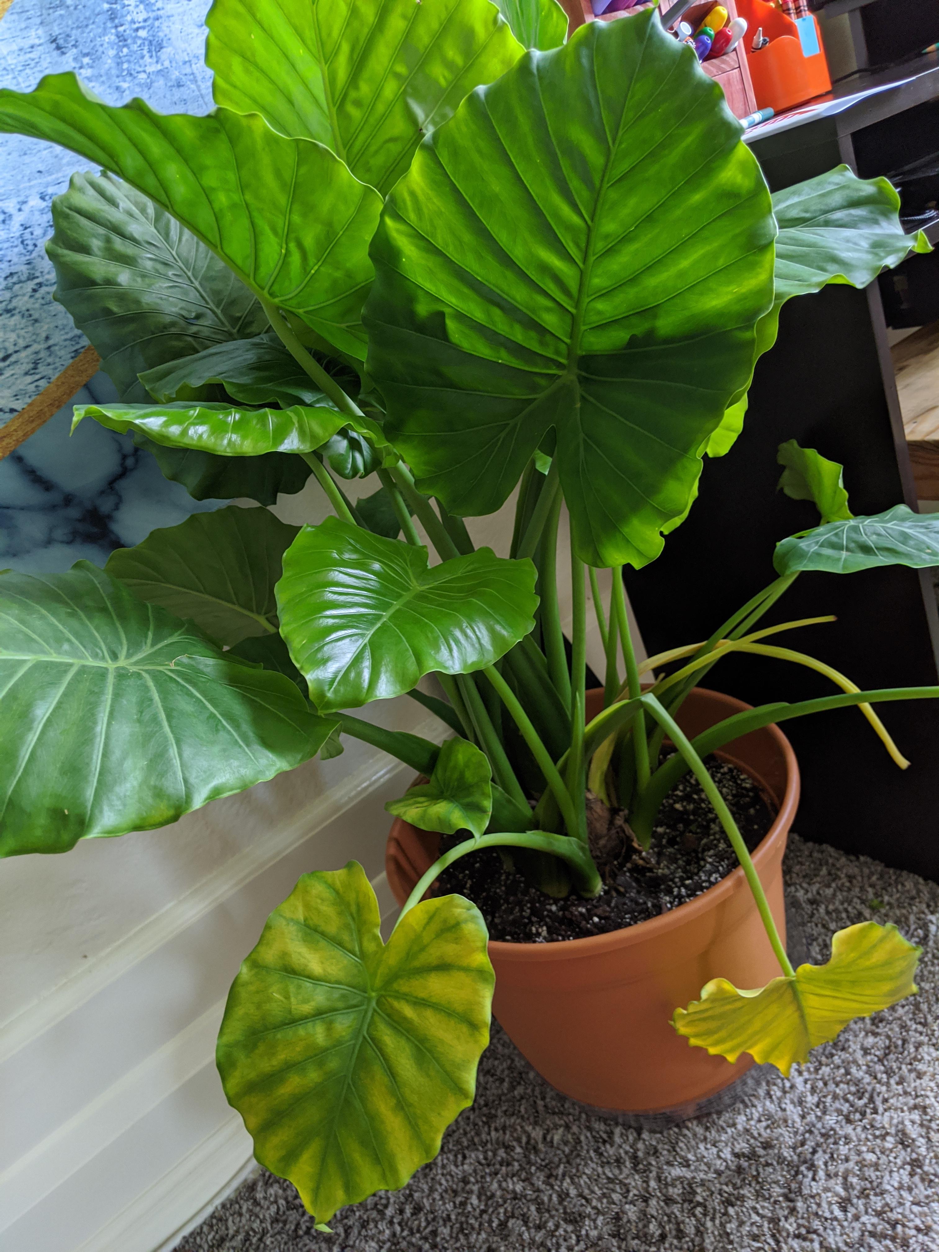 Does anyone know why my elephant ear is doing this? ( You can see from