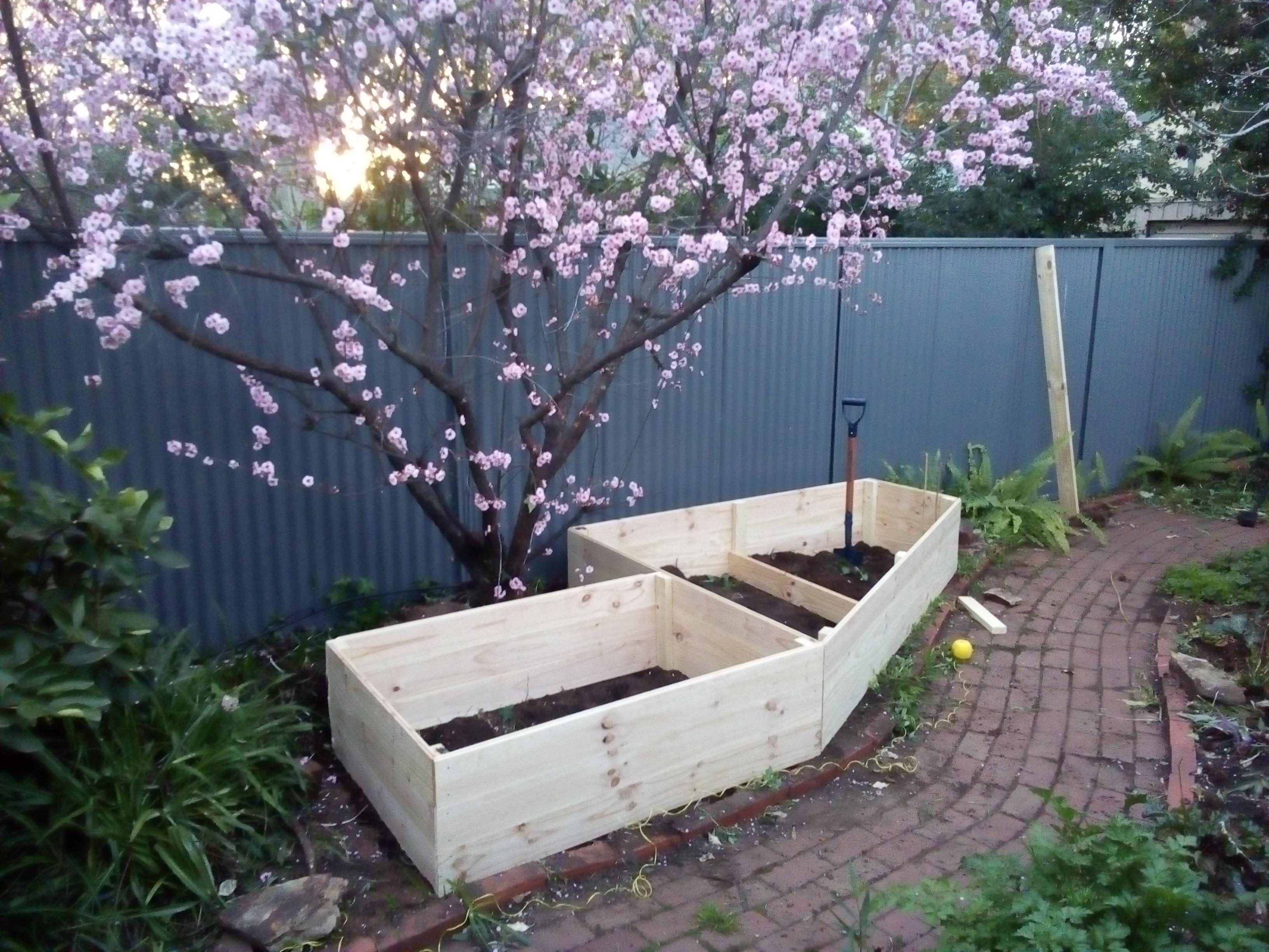 This afternoons labour. Raised garden bed under a cherry tree. Just add