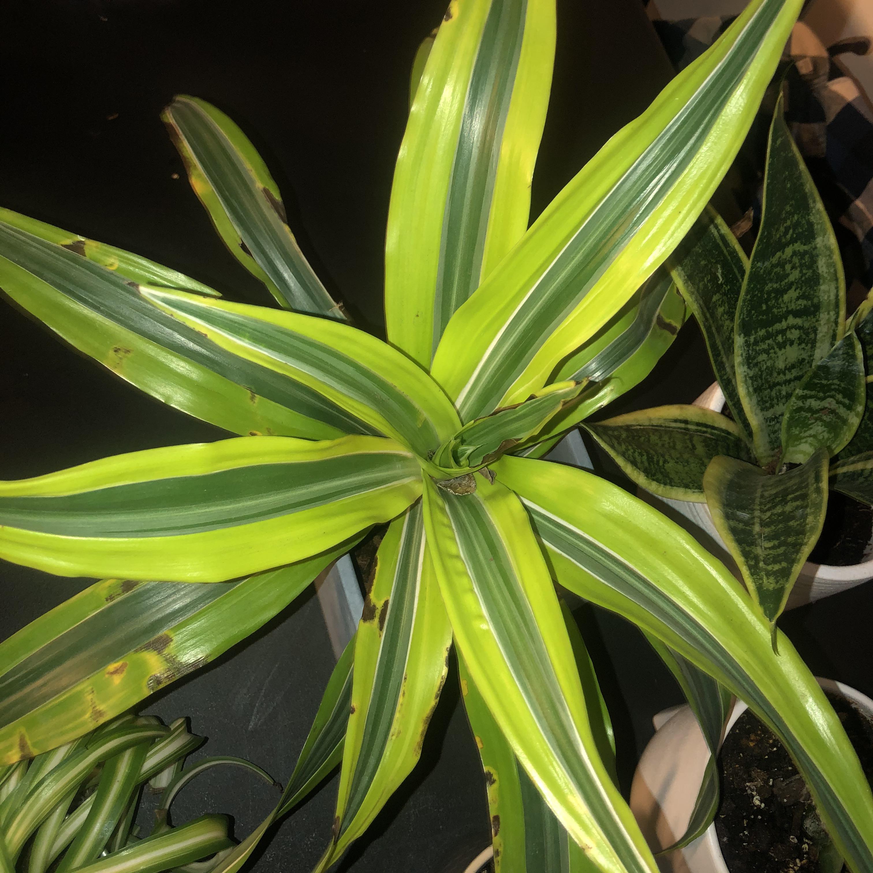 i recently got a dracaena lemon lime plant at walmart, and ever since