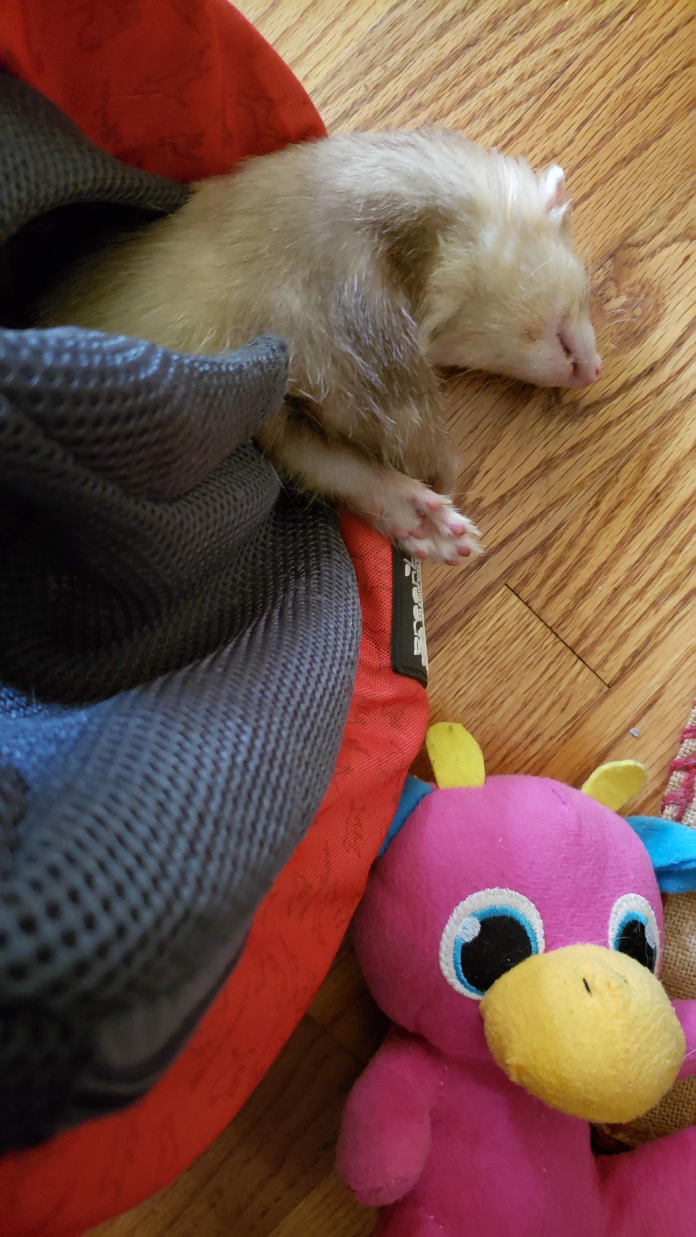 For those suggesting that Danger never does not do anything. r/ferrets