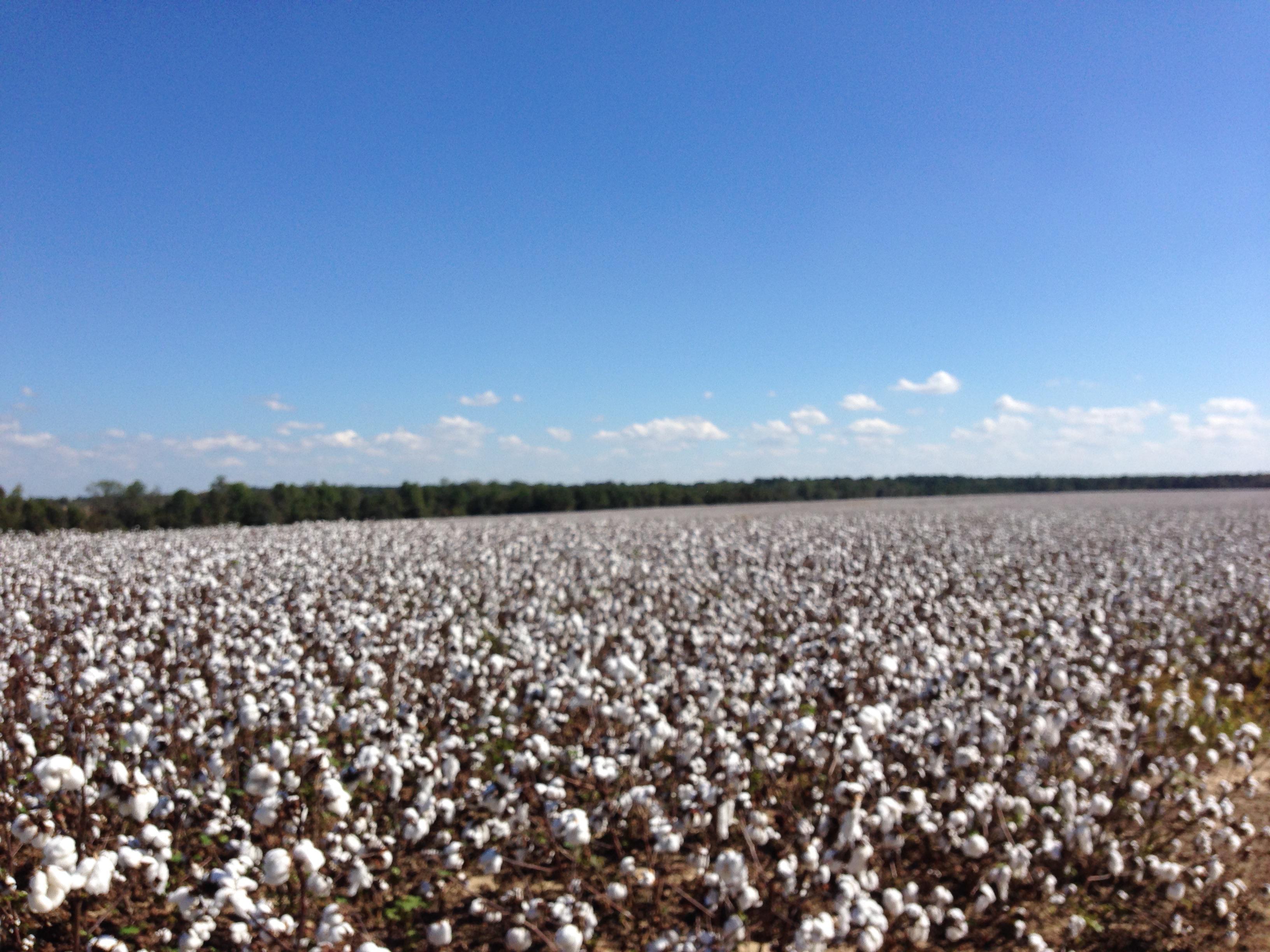 Cotton season in South Ga