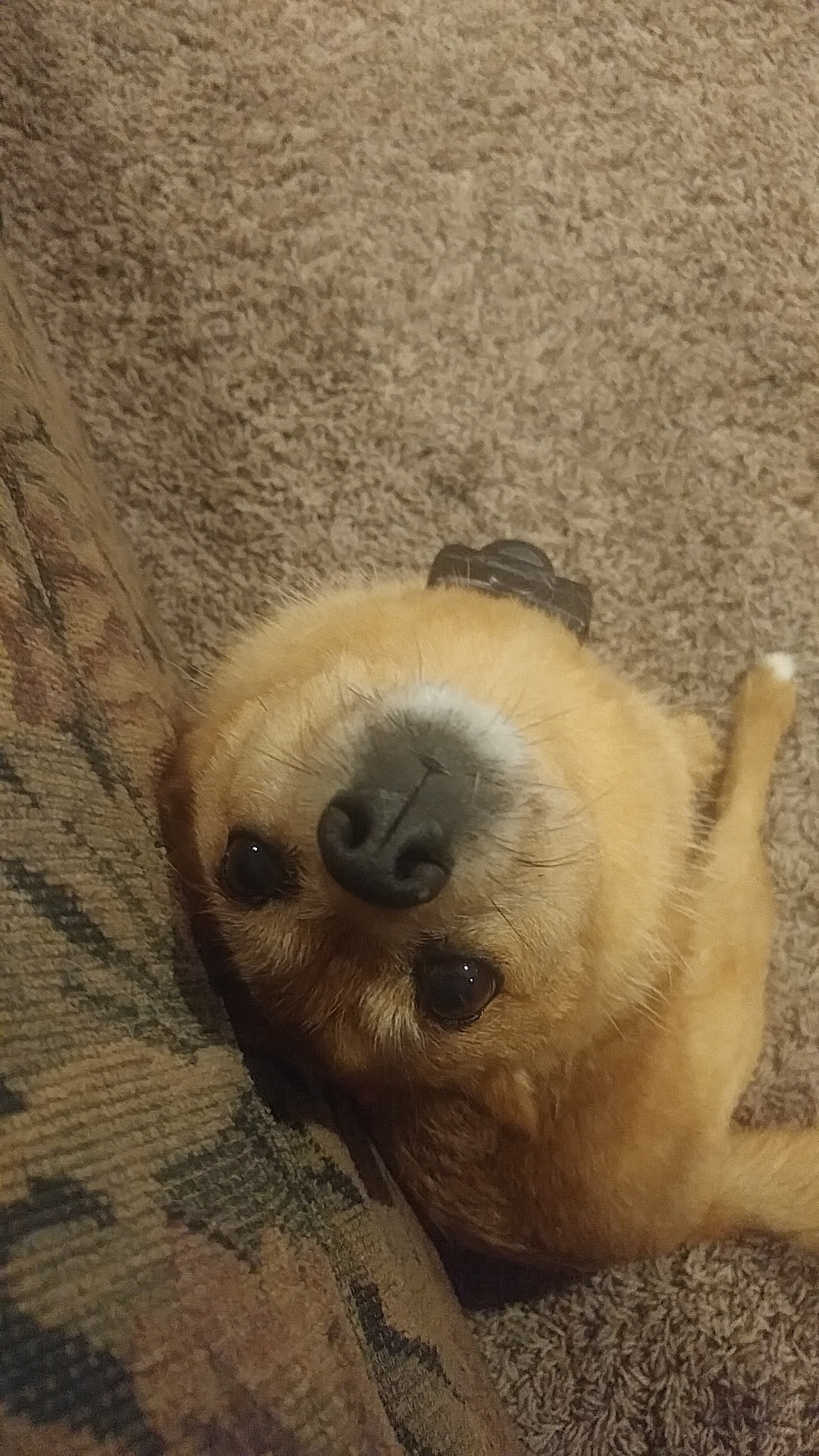 Find someone who looks at you the way your dog looks at you r/aww