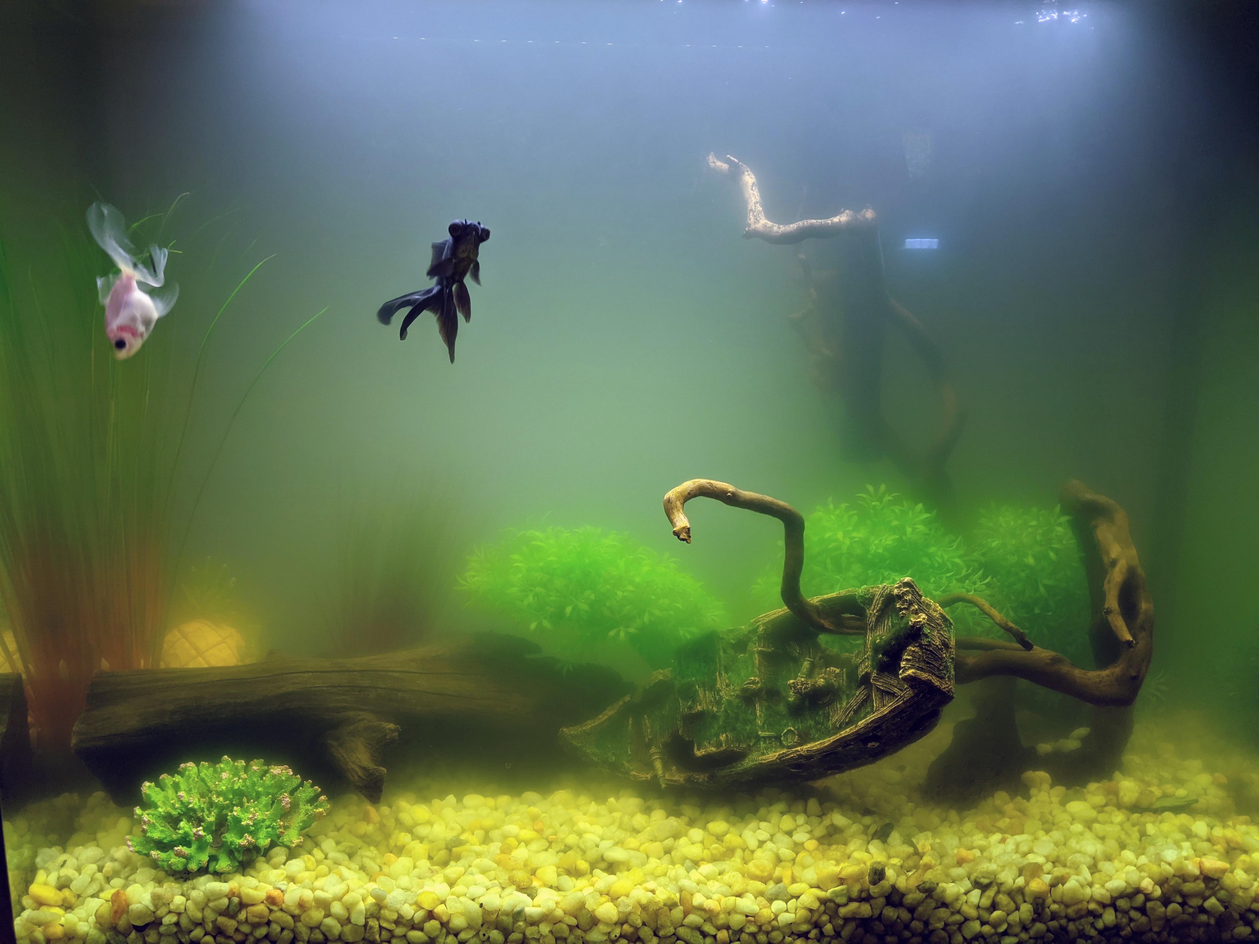 519 best Bacterial images on Pholder Interestingasfuck, Medizzy and