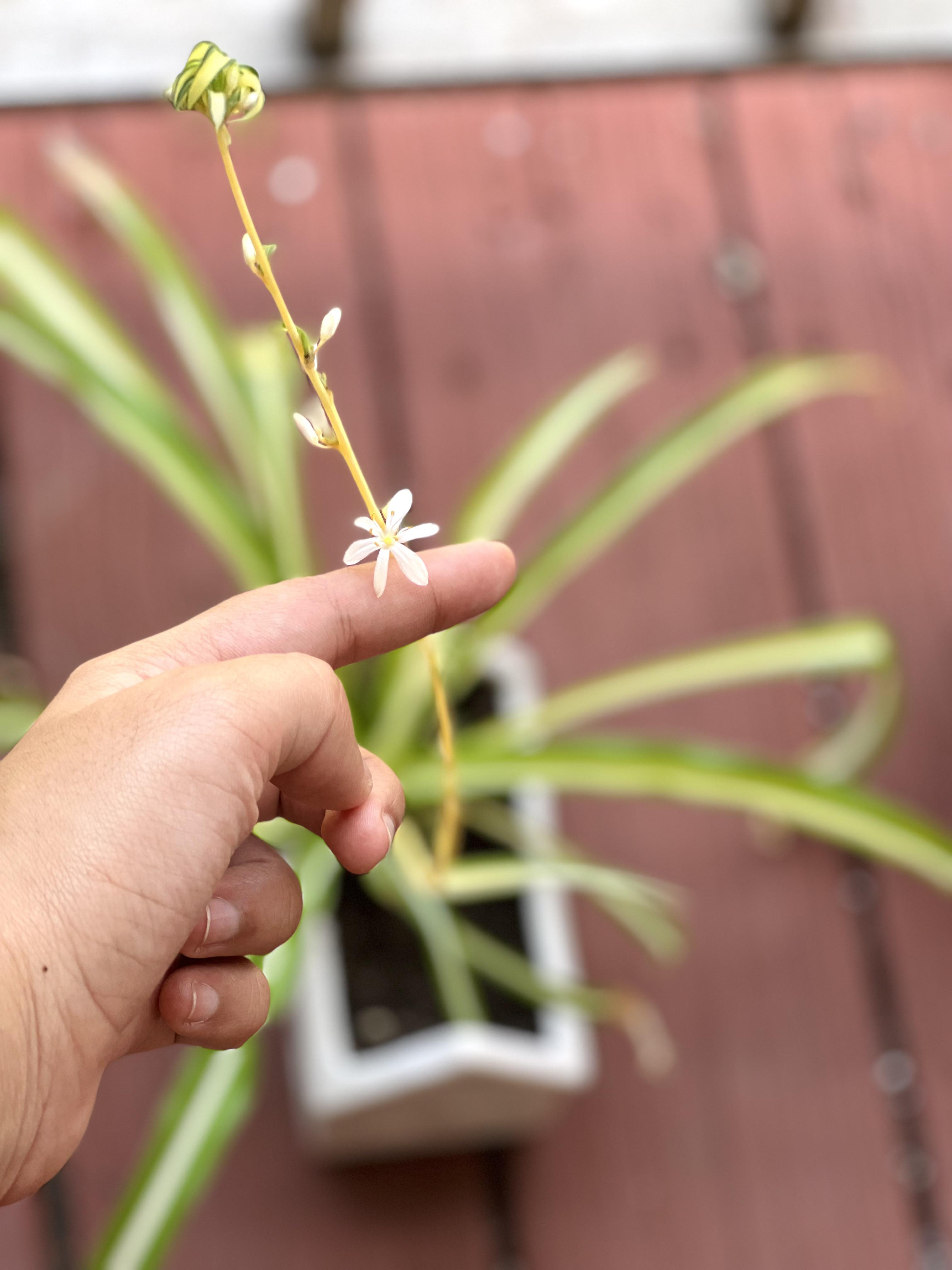 Spider plant flower 🌸 r/houseplants
