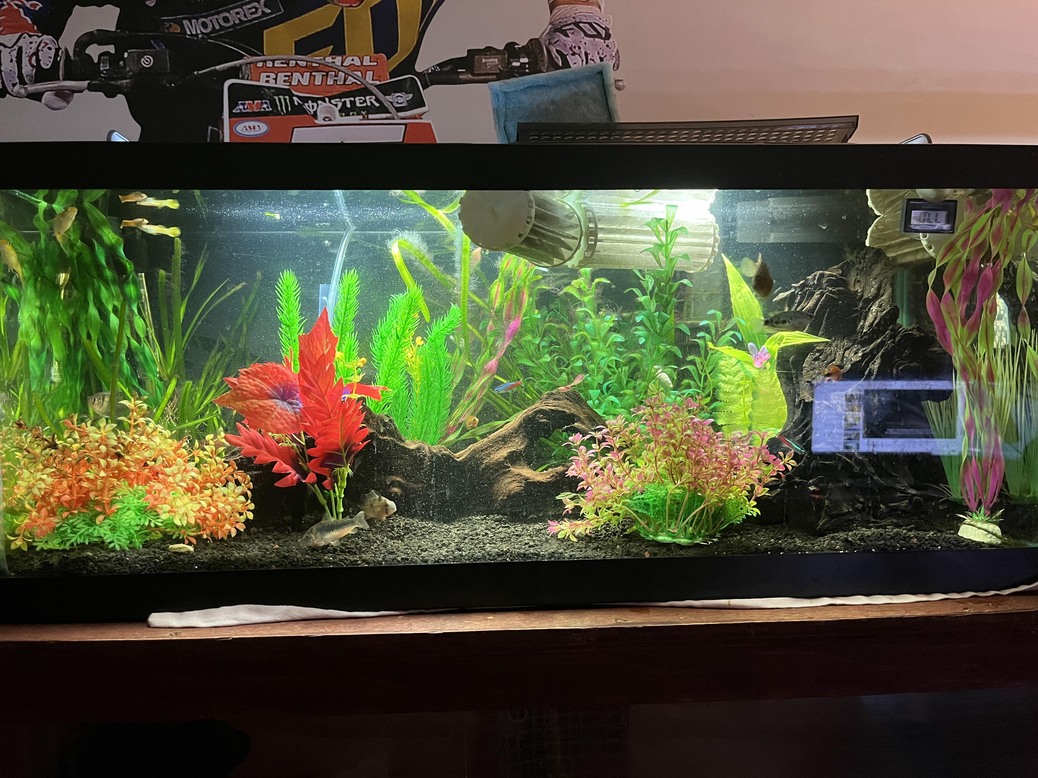 My 20 gallon community tank. r/Aquariums