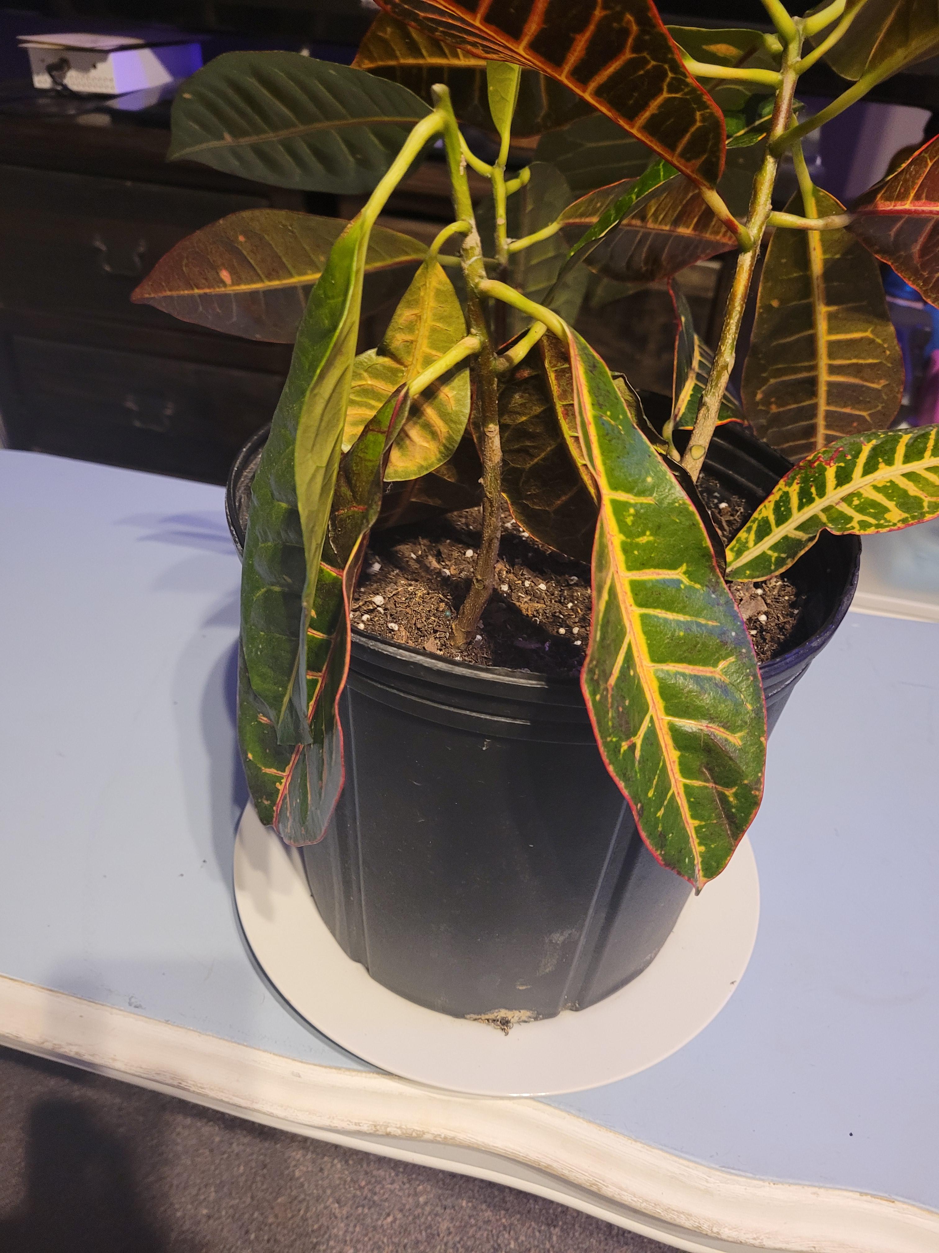 Croton Stem Leaves all Drooping Suddenly r/houseplants