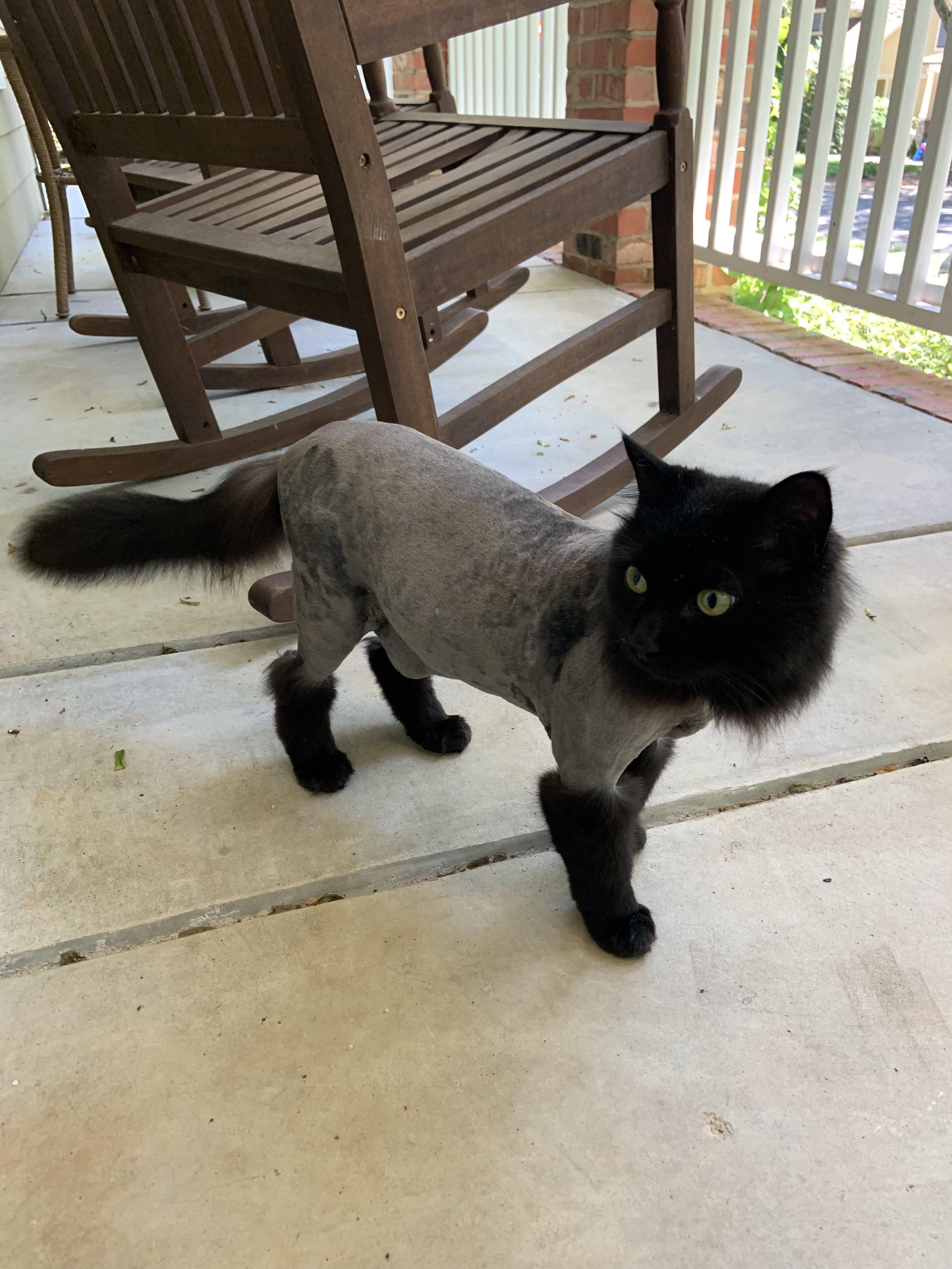 My cat got super matted. We went to the groomers and they gave us a few