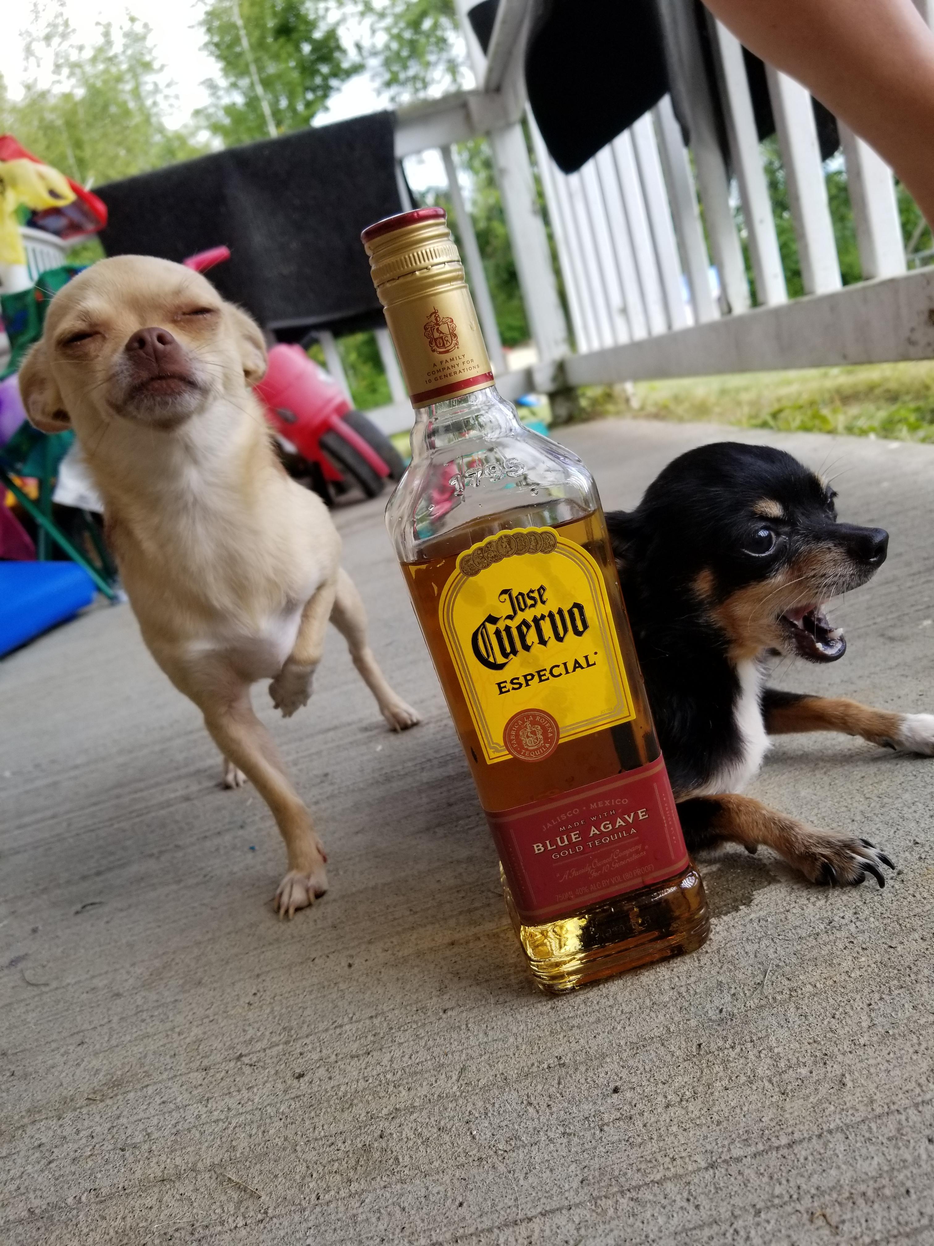 Why Cant Dogs Drink Alcohol