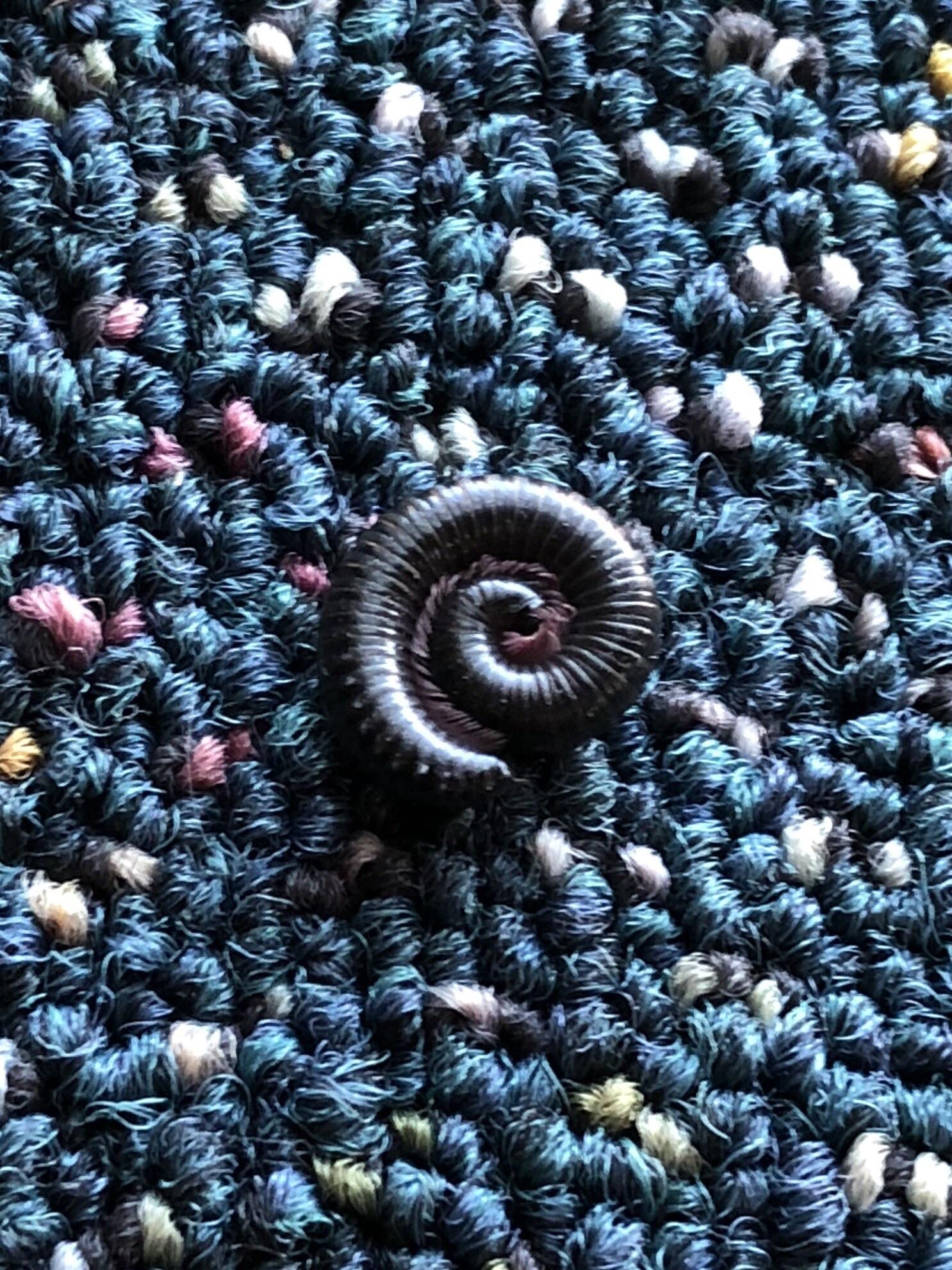 Anyone know where do this kind of worms come from and why do they keep