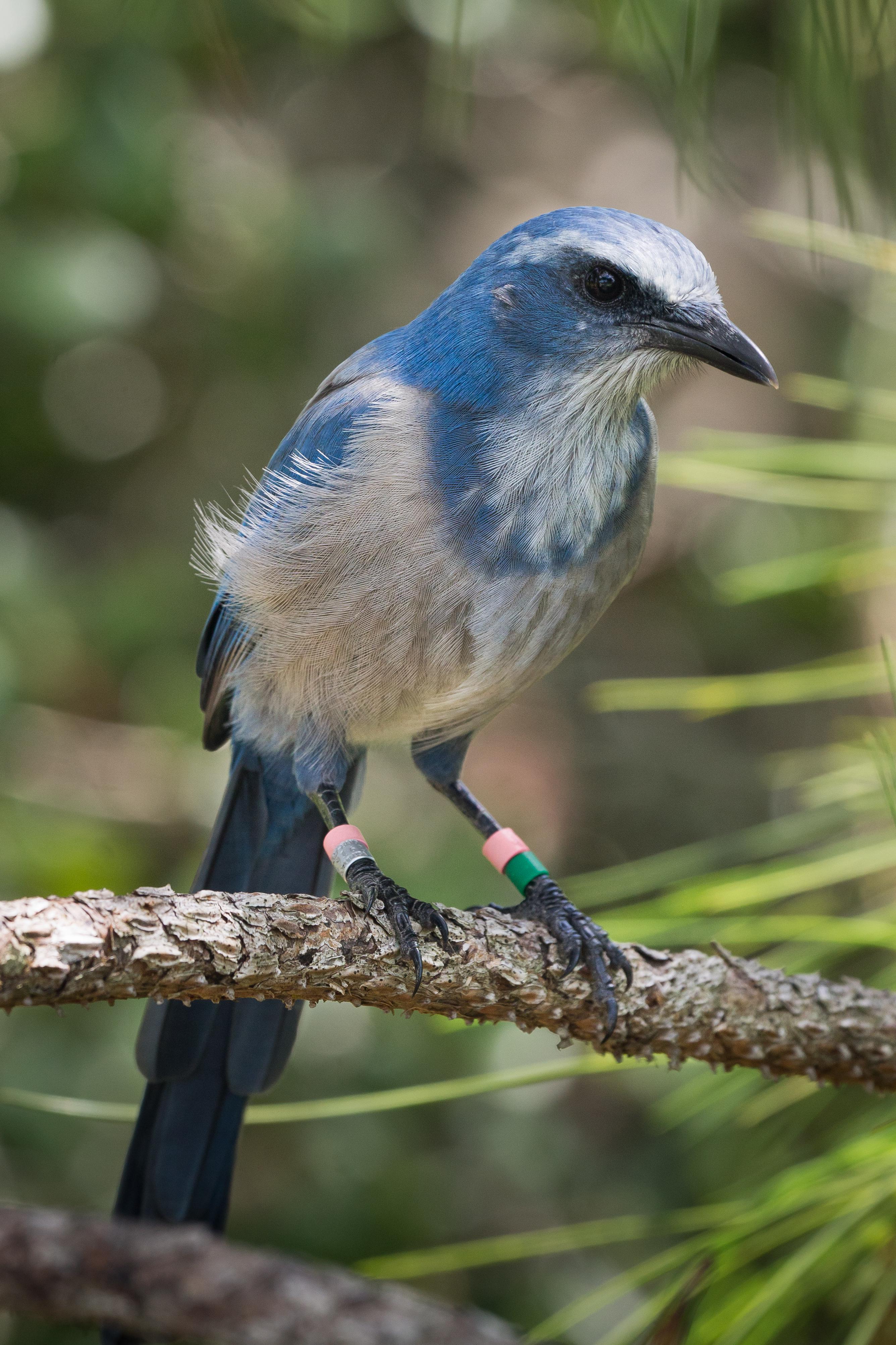 The Florida Scrub Jay; this federally protected species is the only