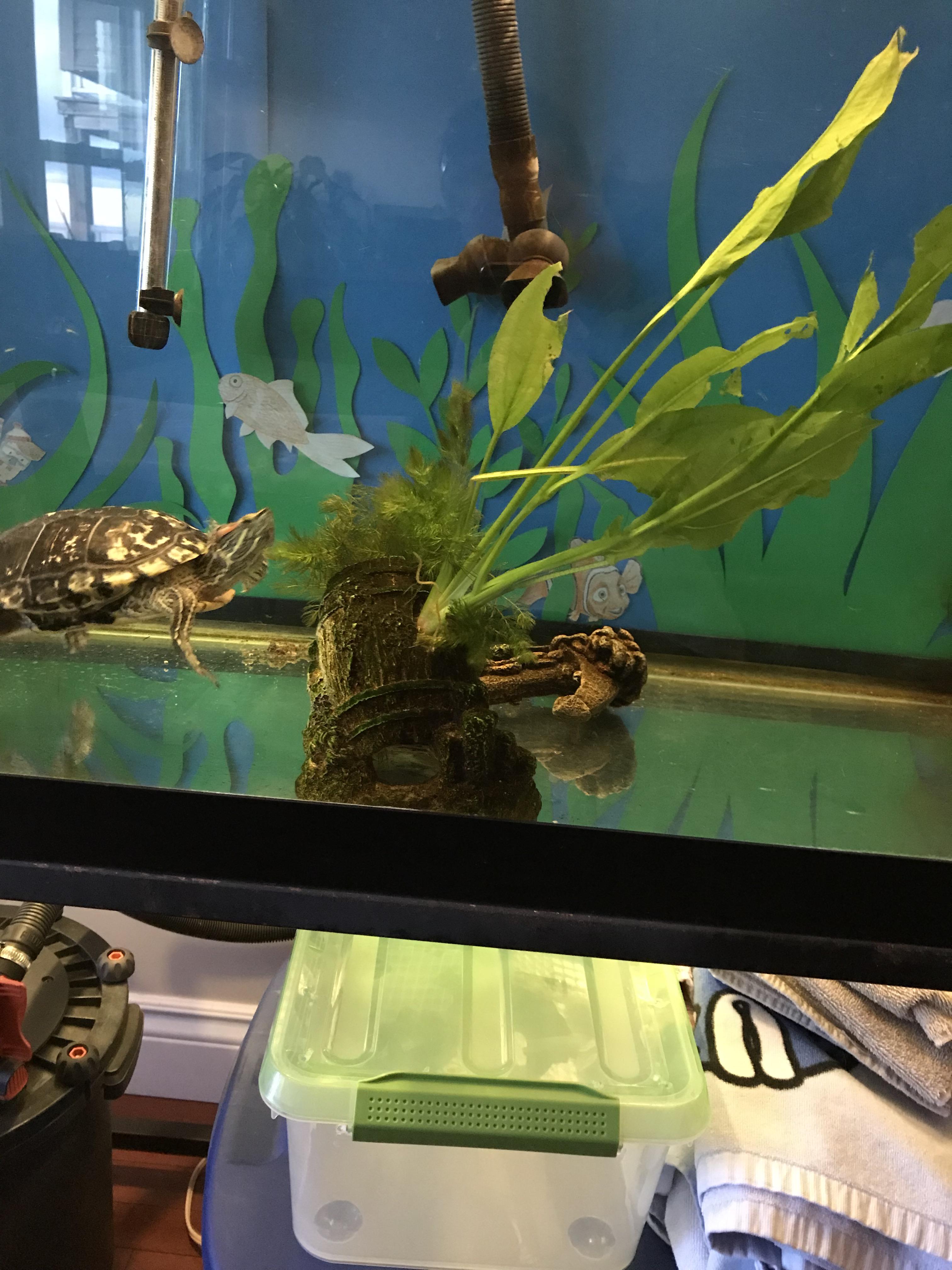 Update Got some plants! Turtles seem to like them although they have