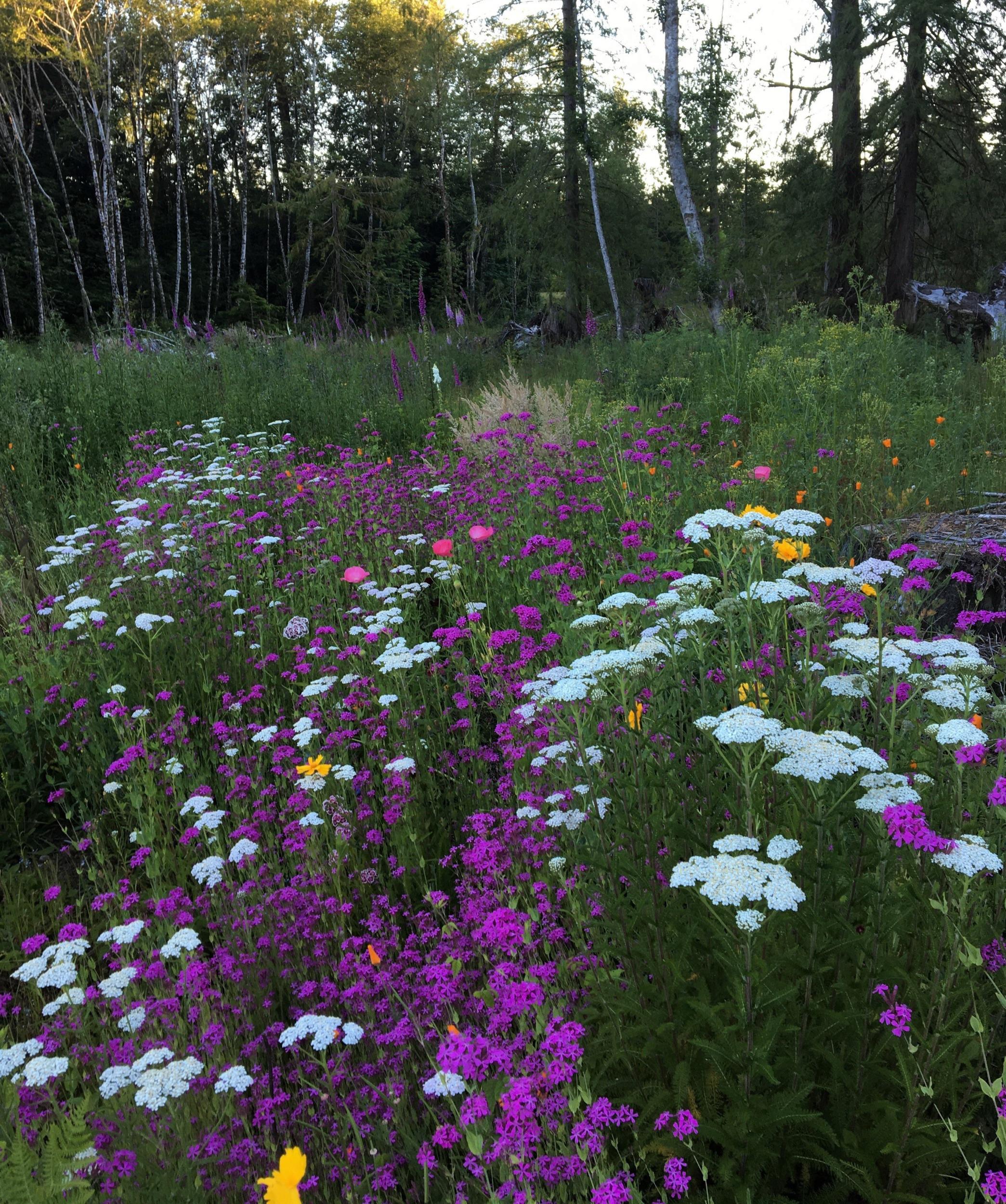 Thinking of planting 15 lbs of wildflowers in the fall around my house