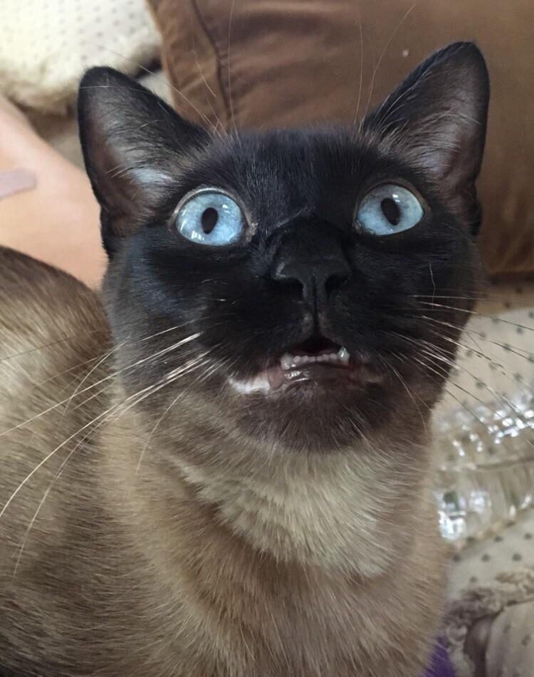 Psbattle Mildly Alarmed Cat Photoshopbattles