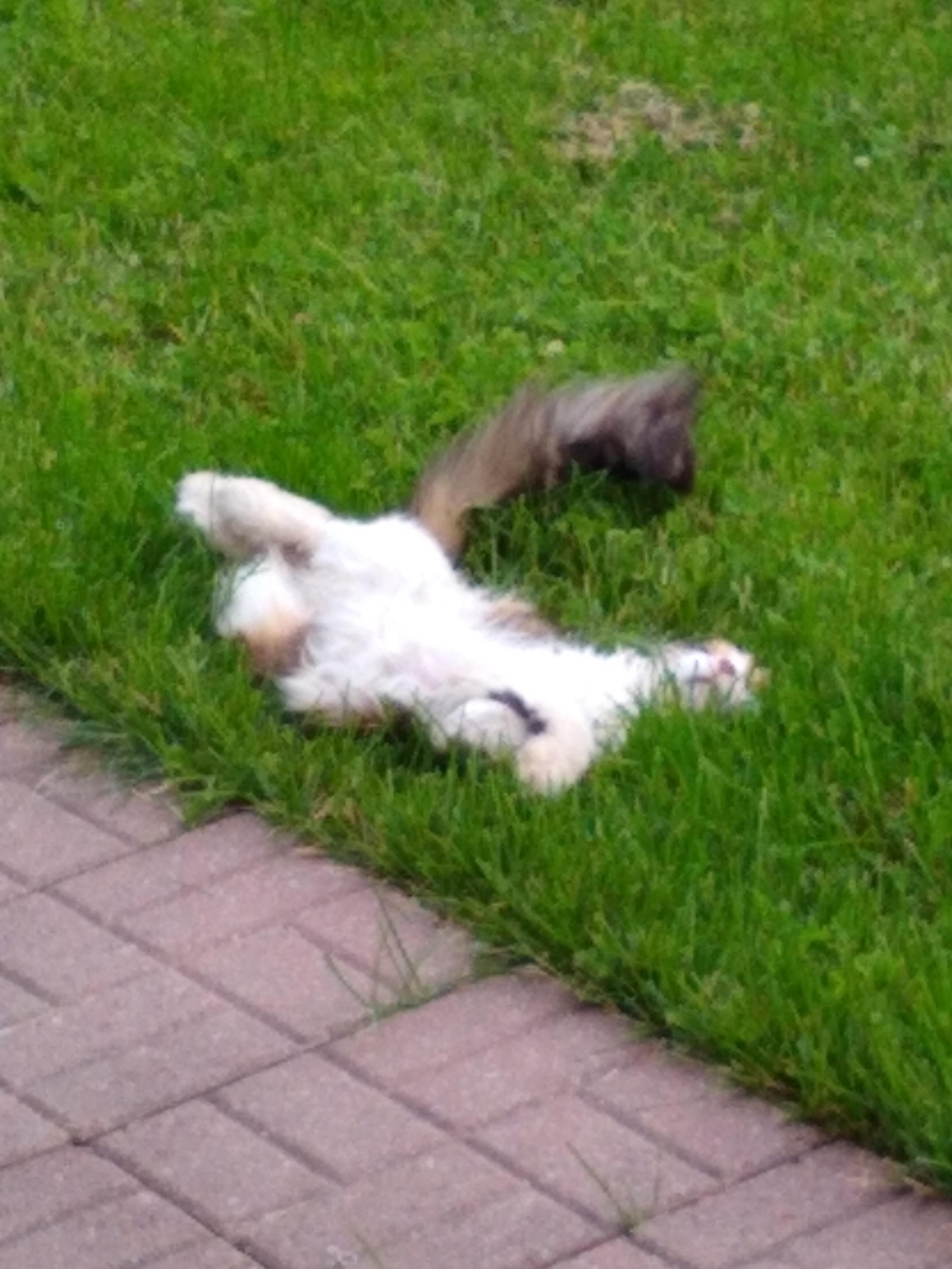 How my cat sleeps when outside. Half the time I go check to make sure
