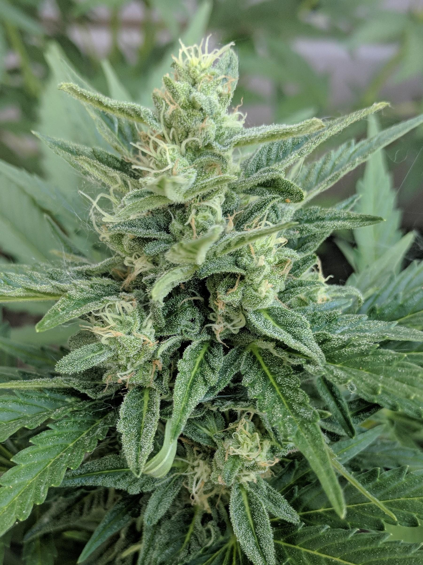 Outdoor OG Kush, Week 4 of Flower. Starting to finally see the results