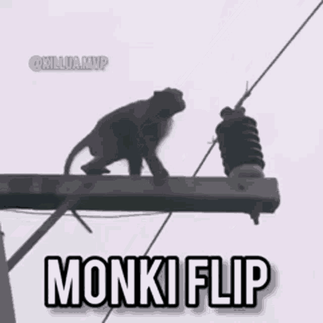 Monkey Typewriter Gif