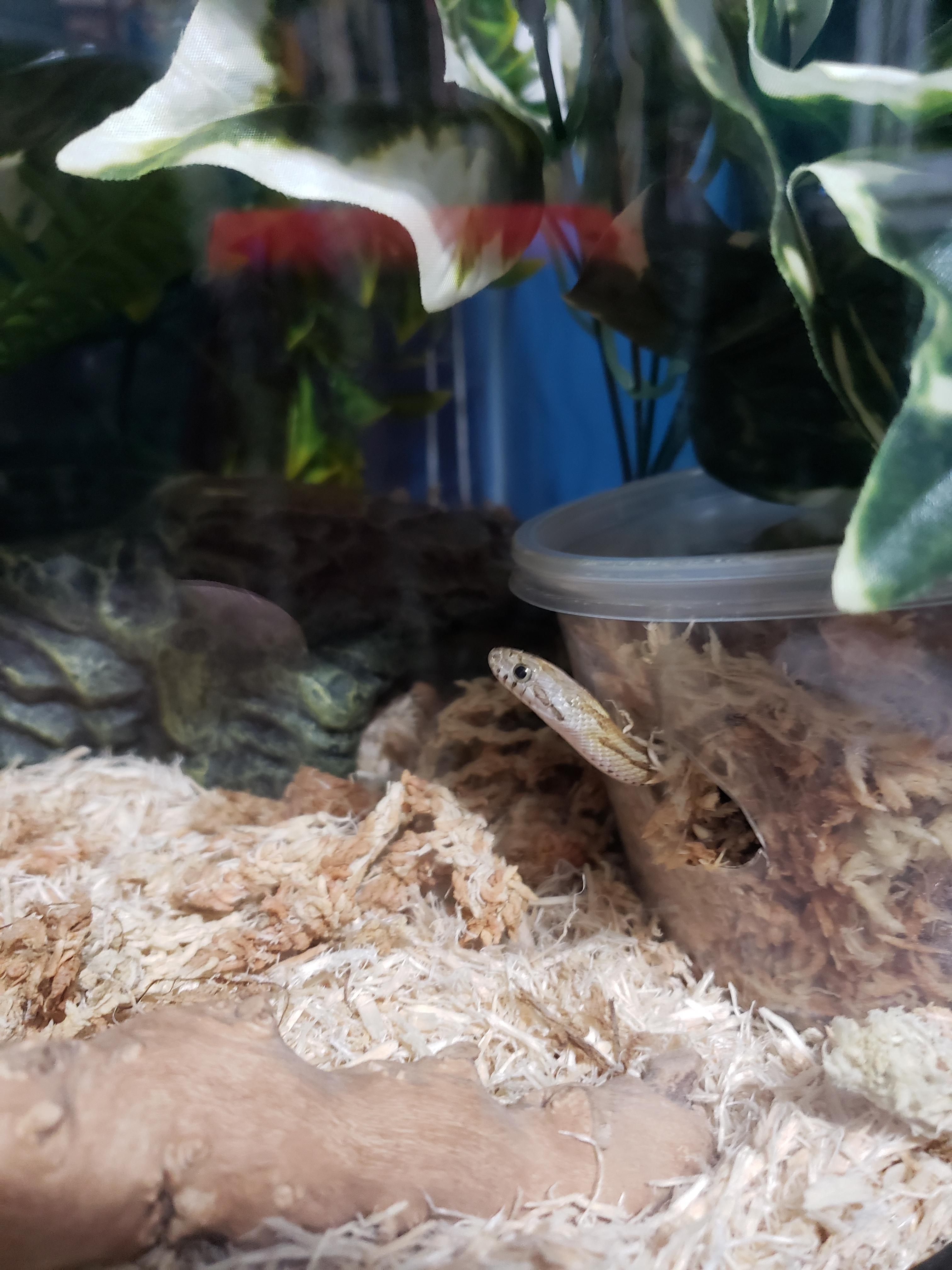 Remus enjoying s stay in the humidity box Stellar Snakes