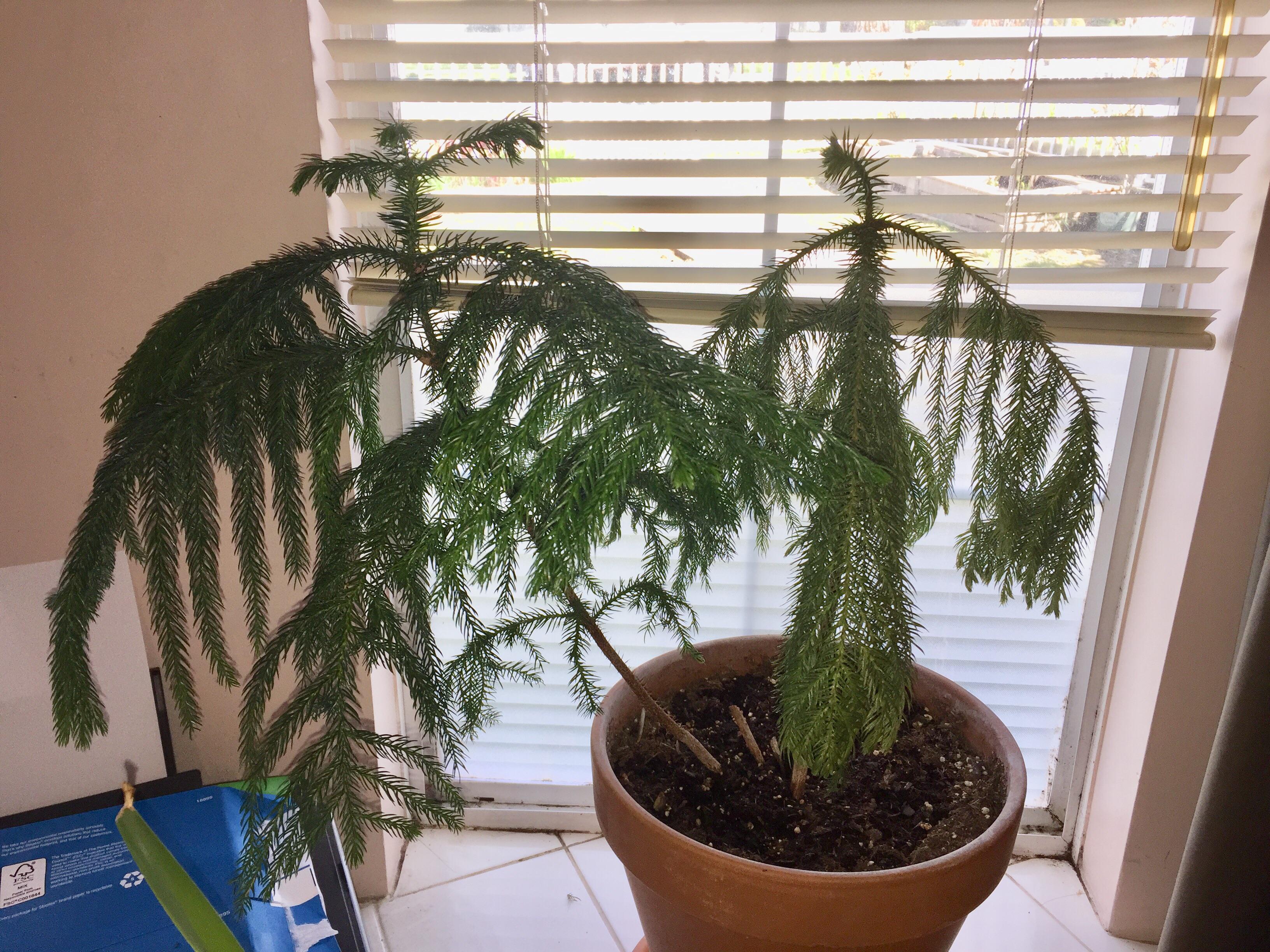 The right side of my Norfolk pine is drooping and drying while the left