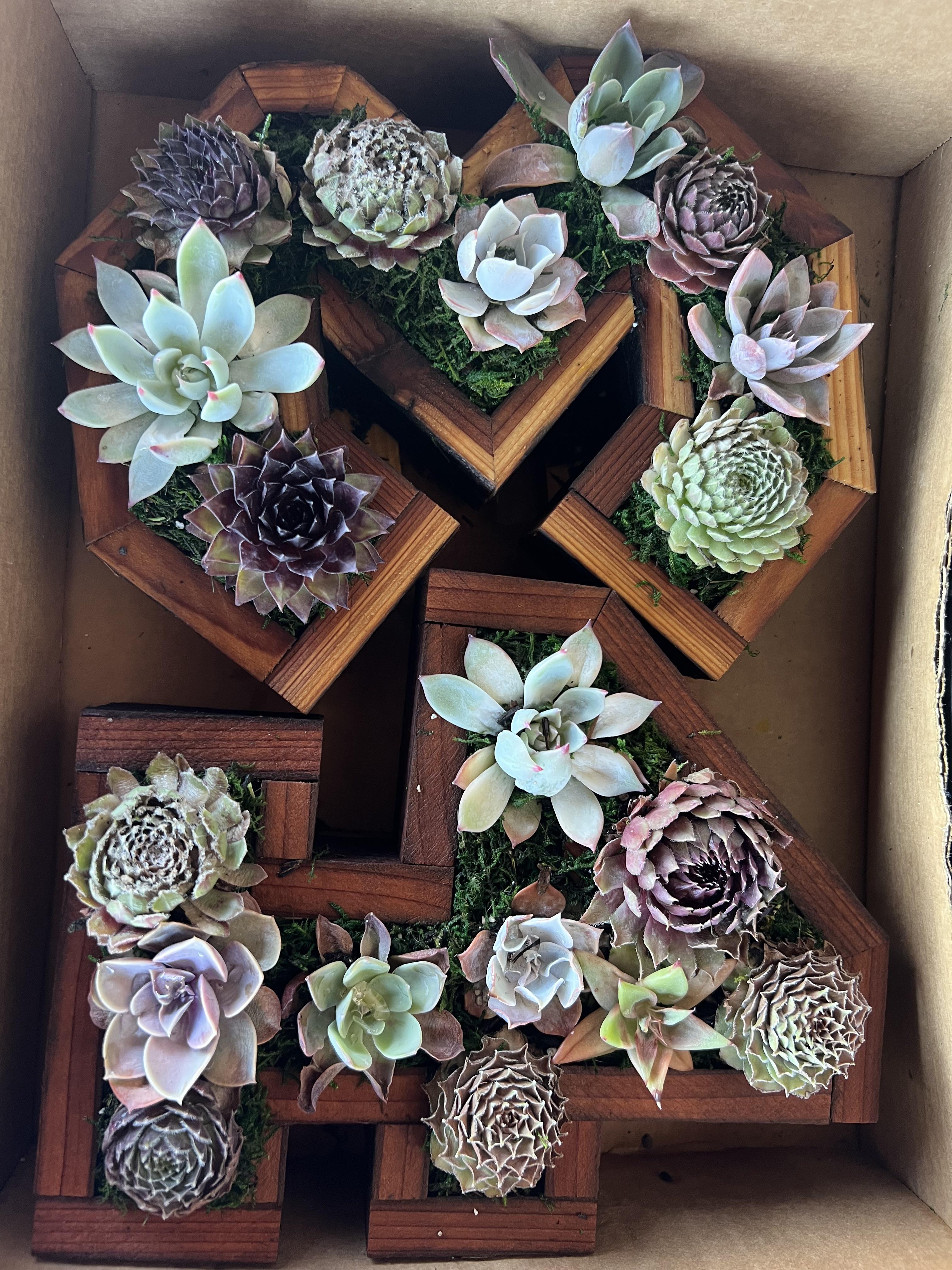 Heat stress on my succulents. I just planted these succulents for my