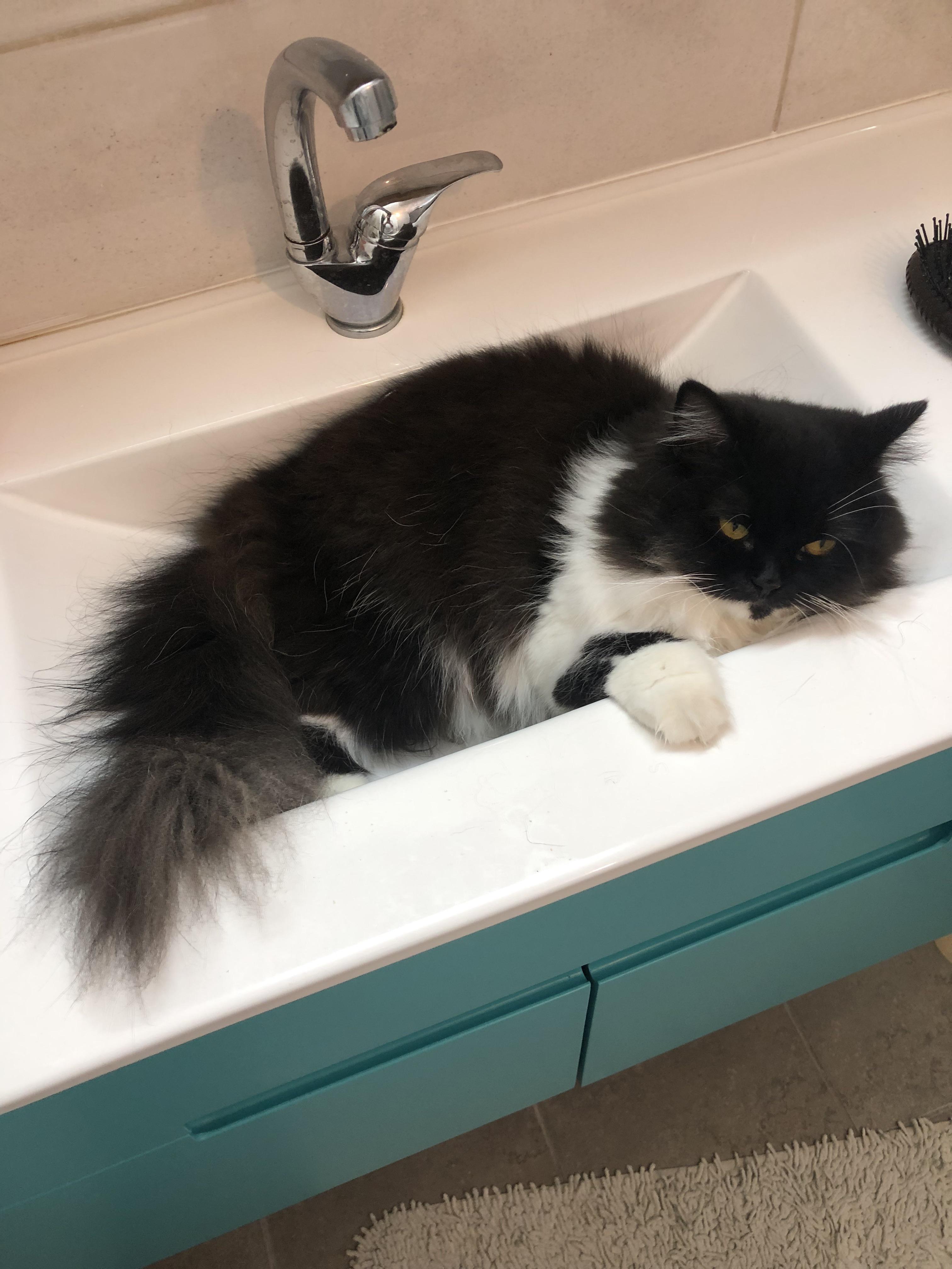 I was going to take a shower, low and behold my kitty somehow snuck in