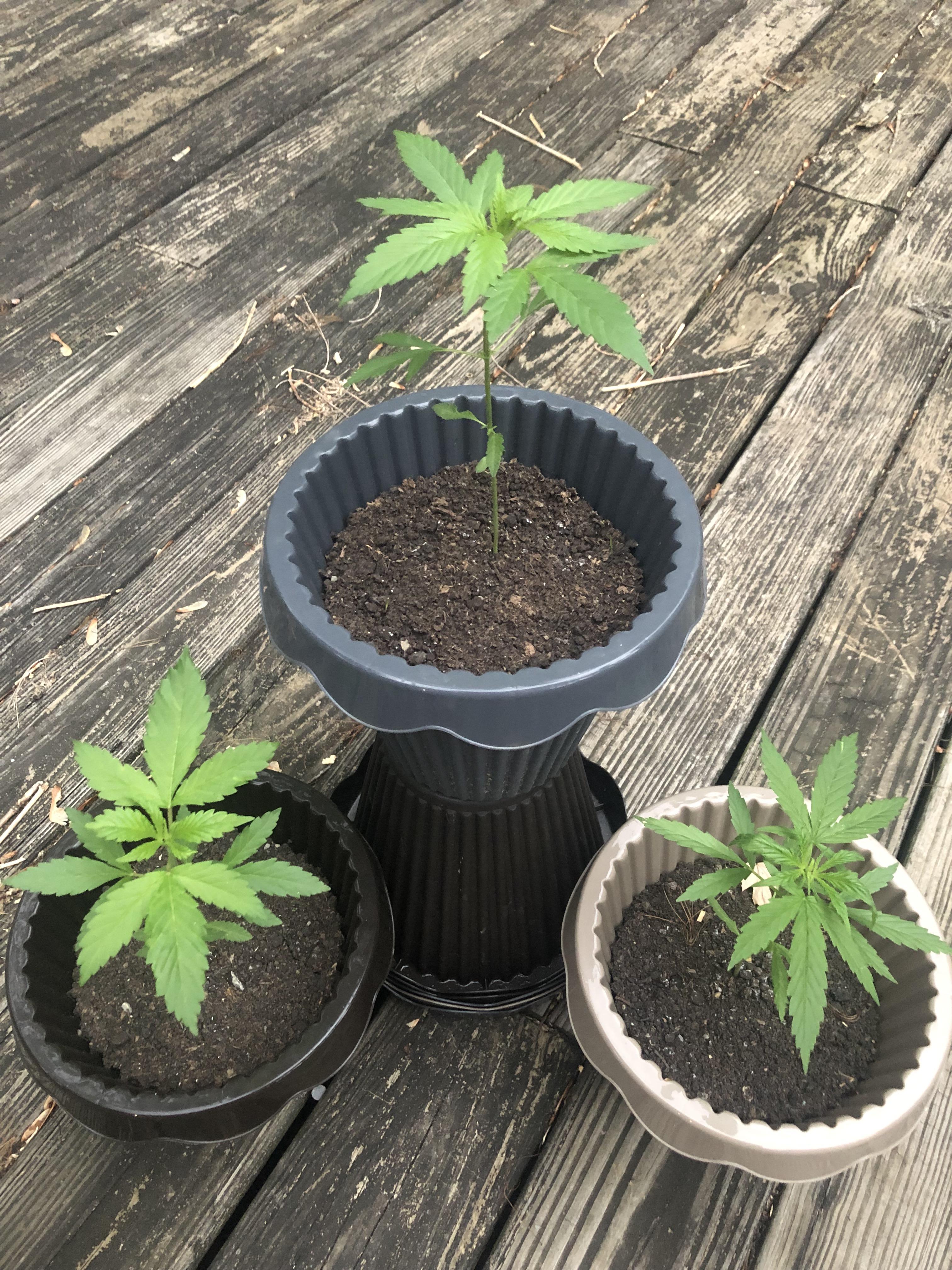 Coming off miracle grow. What soil is good for a top off and what food