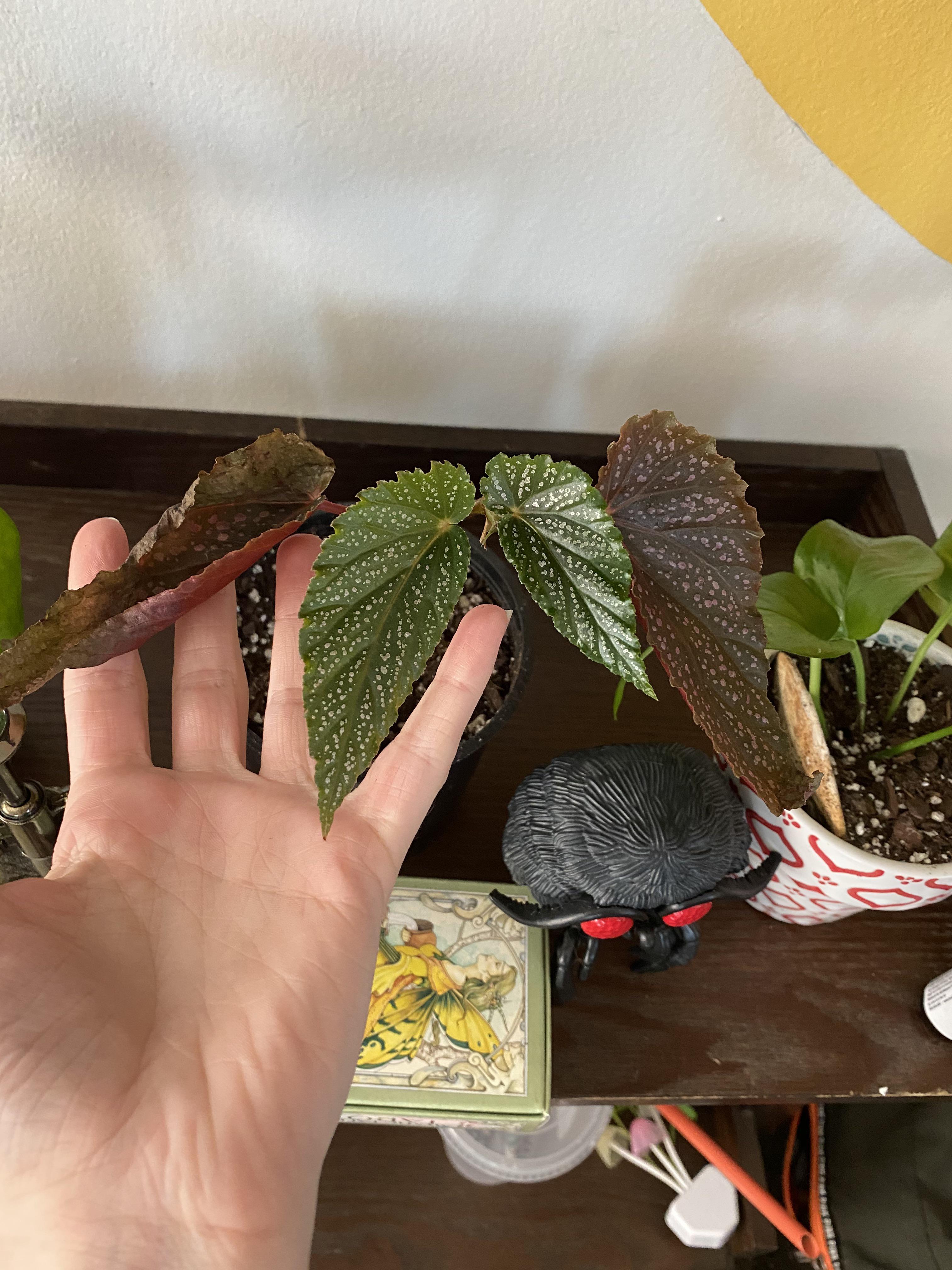 Angel begonia’s leaves are curling up. Not sure what from r/plantclinic