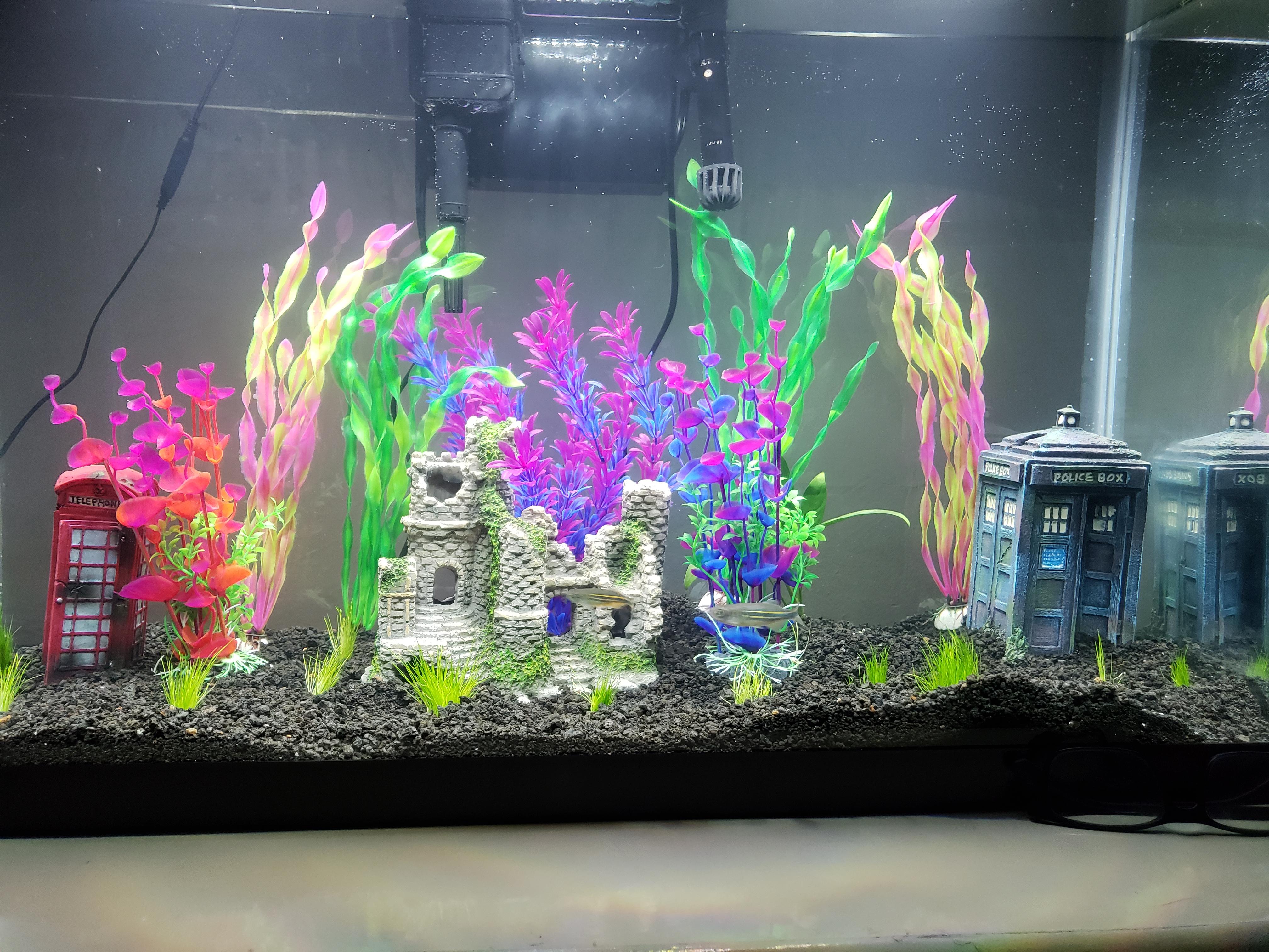 A week into my aquarium since it cycled Aquariums