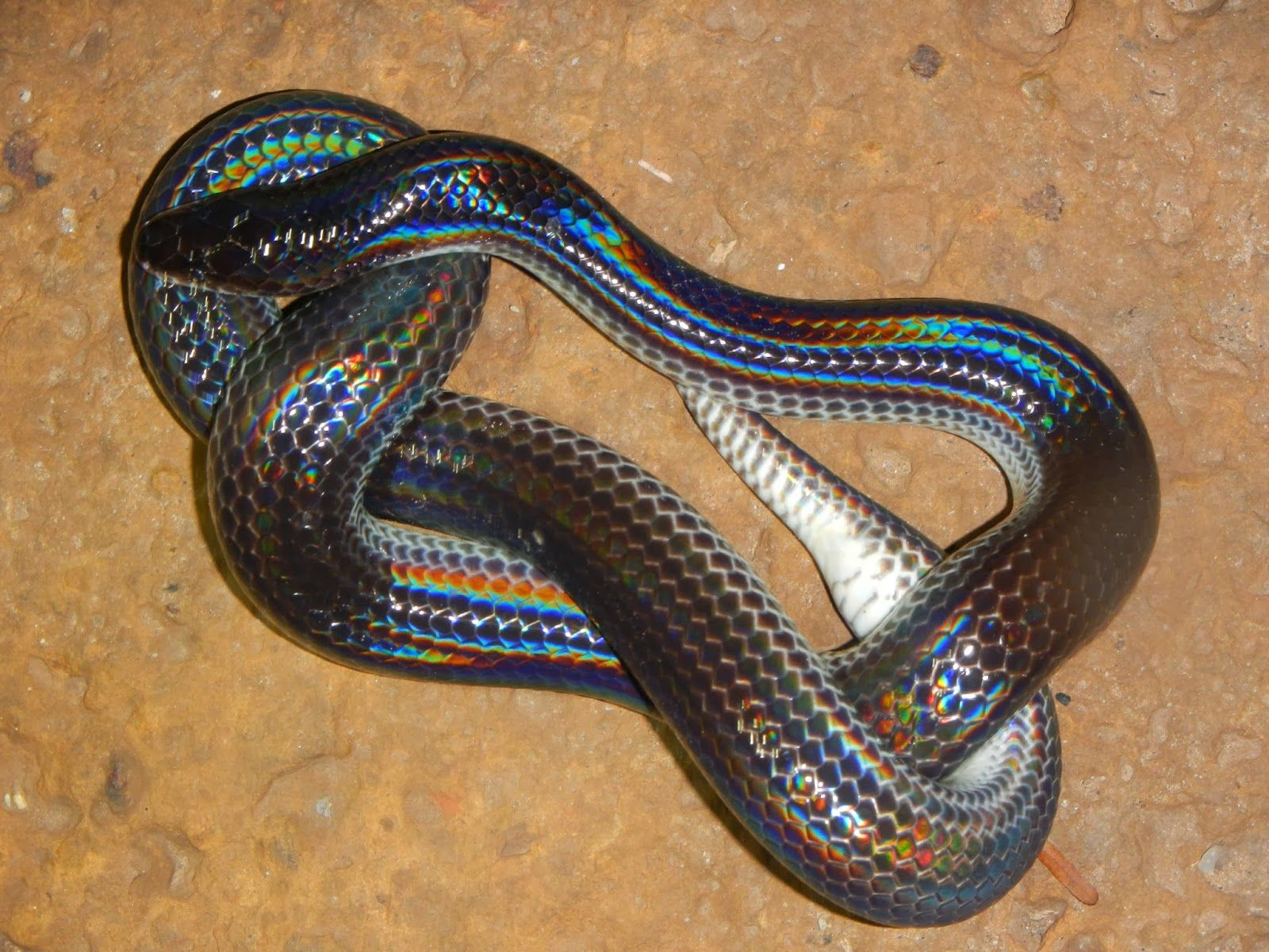 🔥 The fascinating colours of the Sunbeam Snake 🔥🔥 r/NatureIsFuckingLit