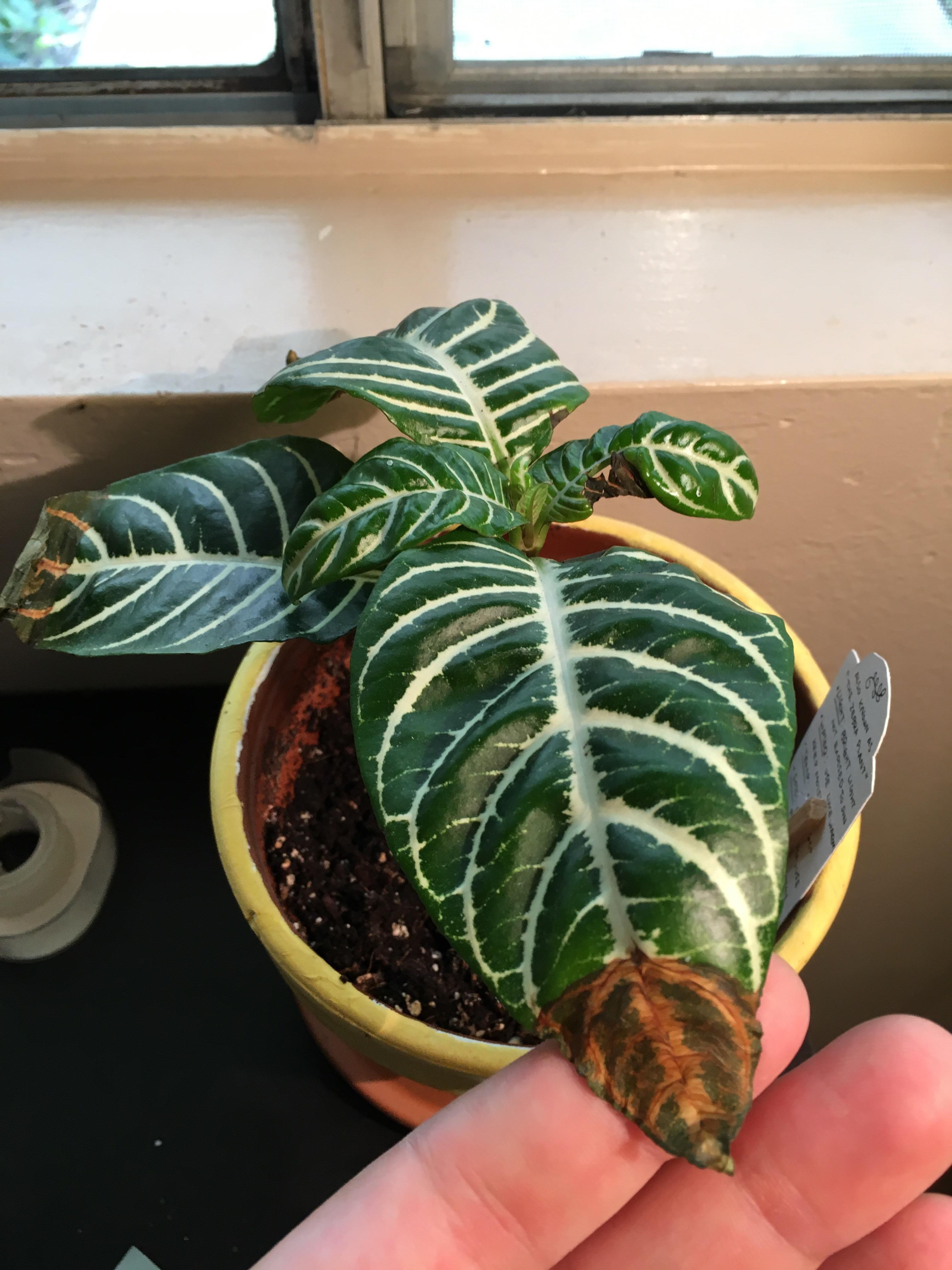 We’ve had our Zebra plant for nearly 3 months, she lost most of her