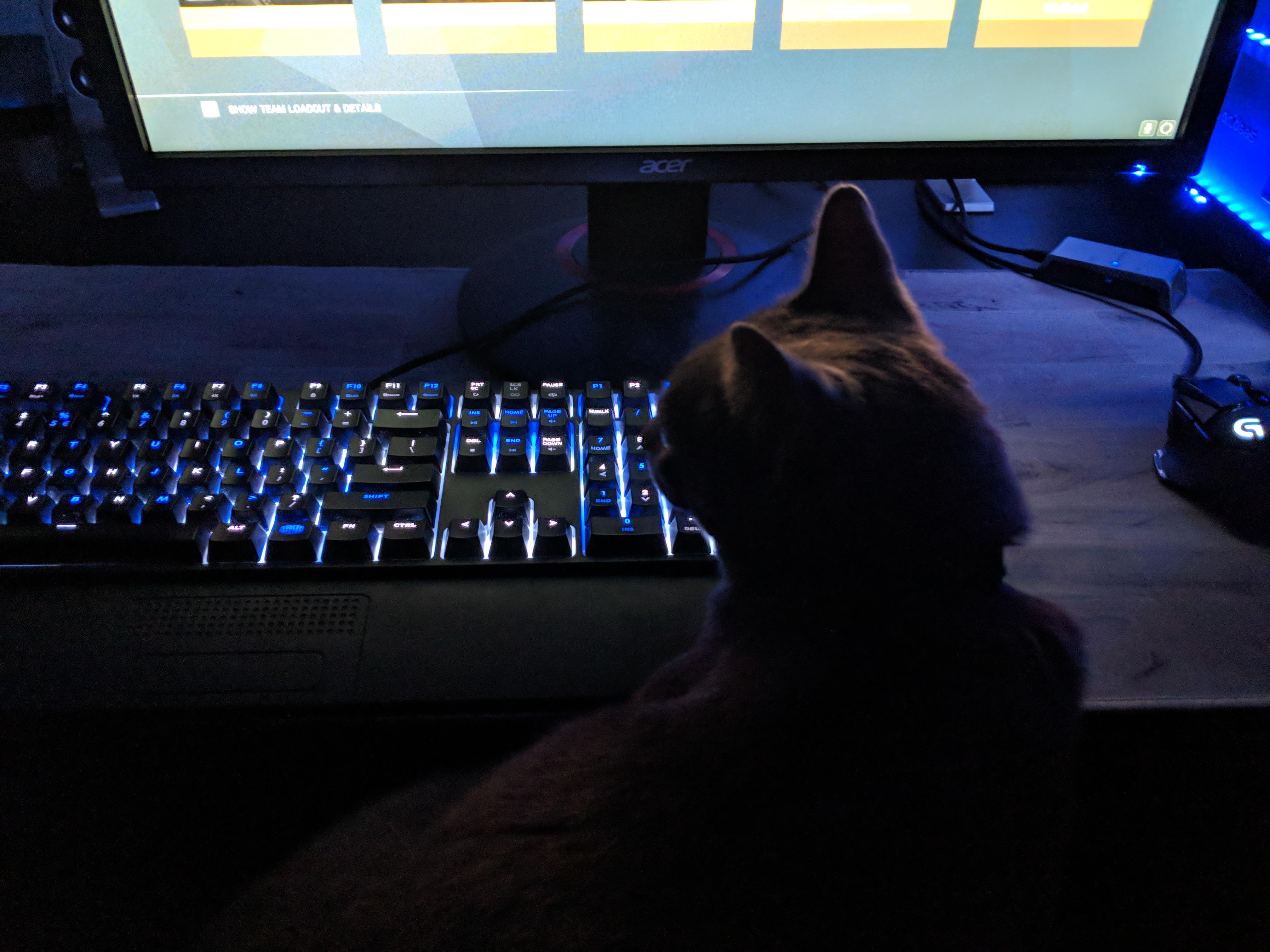 Backseat gaming cat. She never really helps r/pcmasterrace