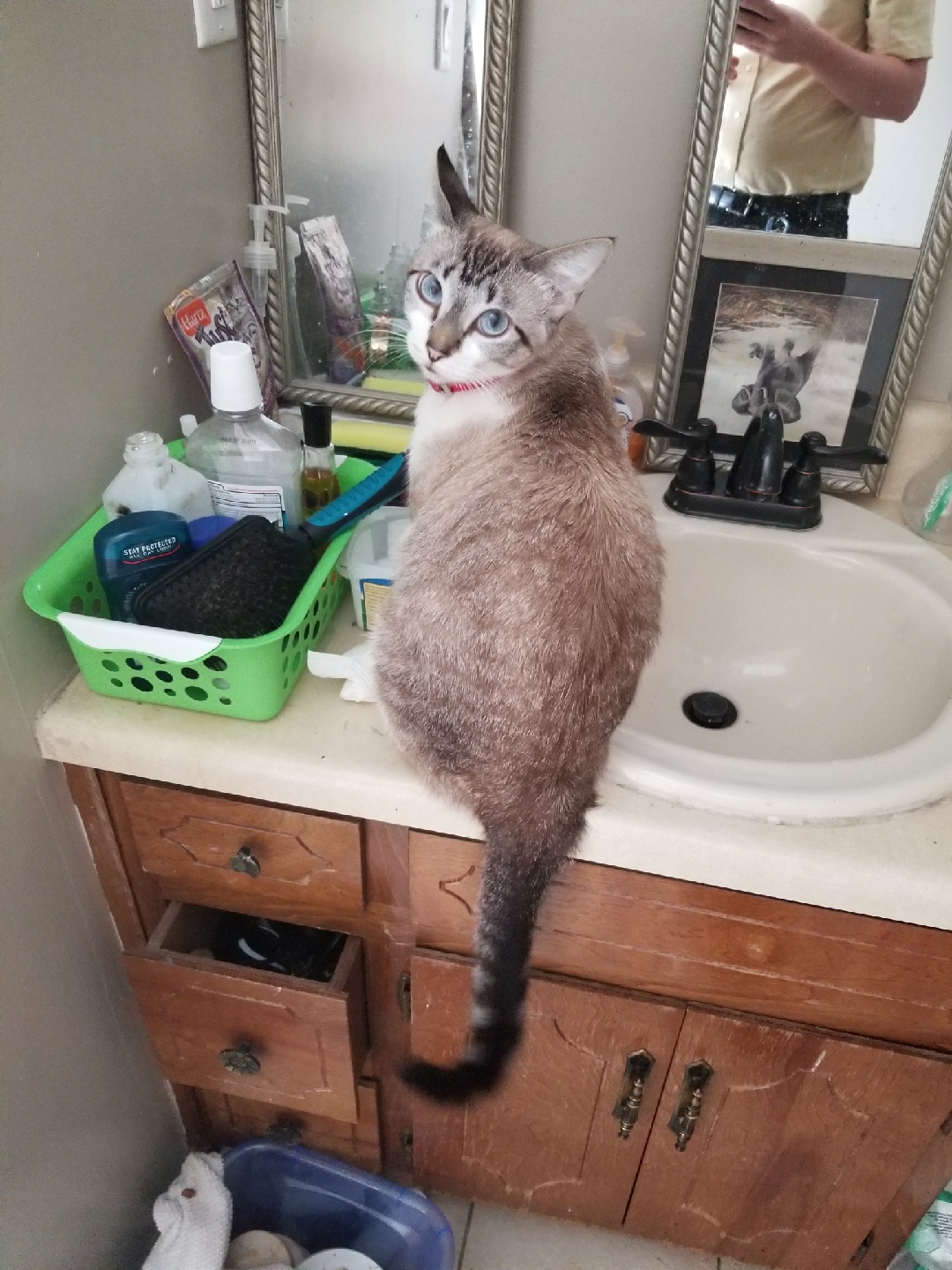 She was after the coconut oil I use for my hair... r/cats