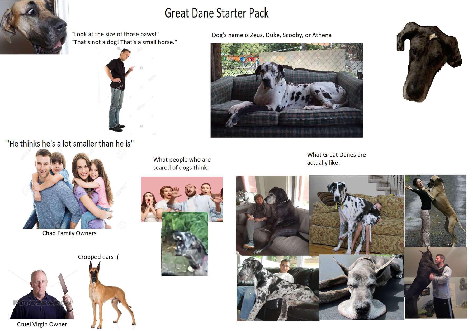 Great Dane starterpack r/starterpacks