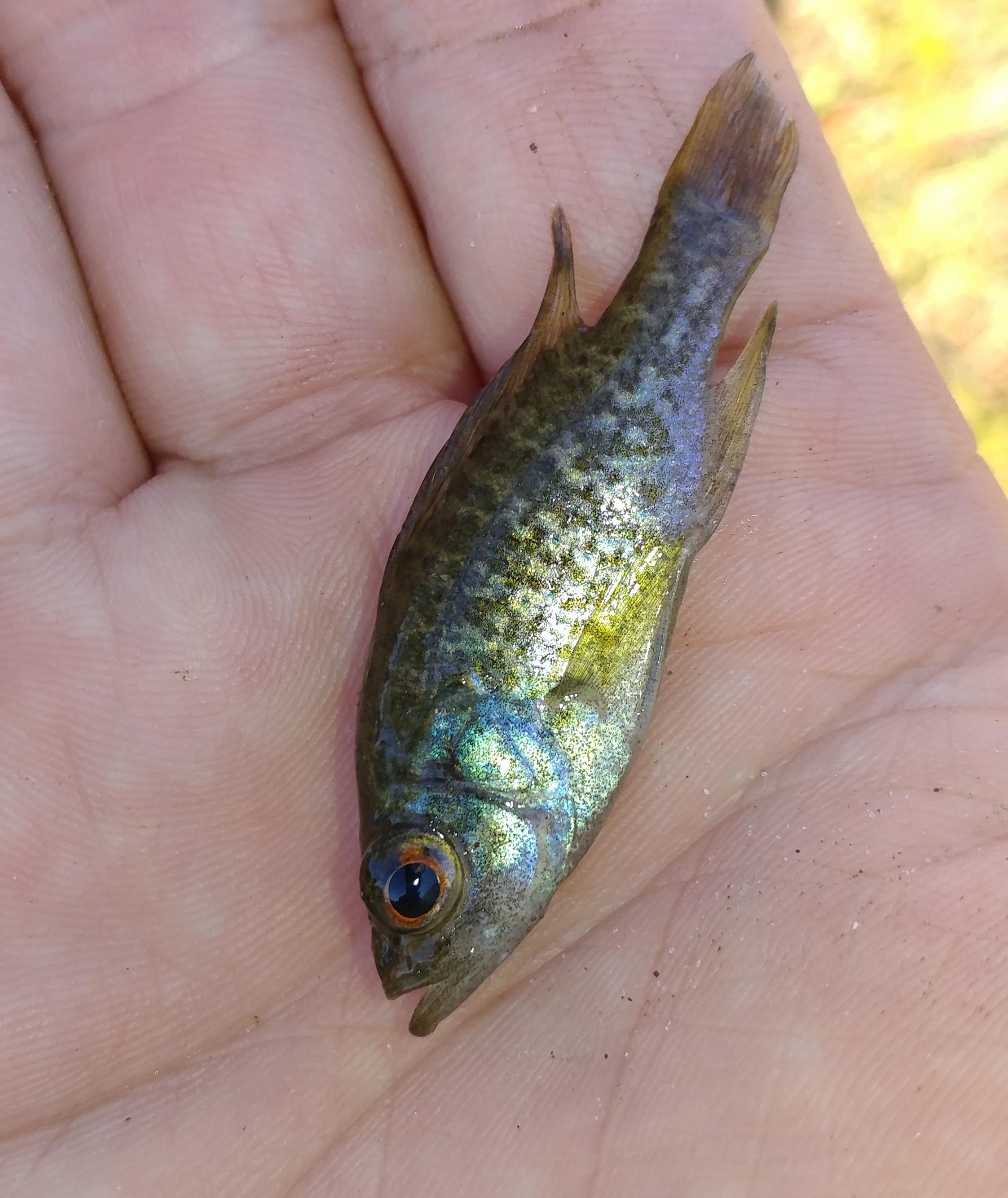Freshwater, Southwest Florida, caught in minnow trap in pond. r