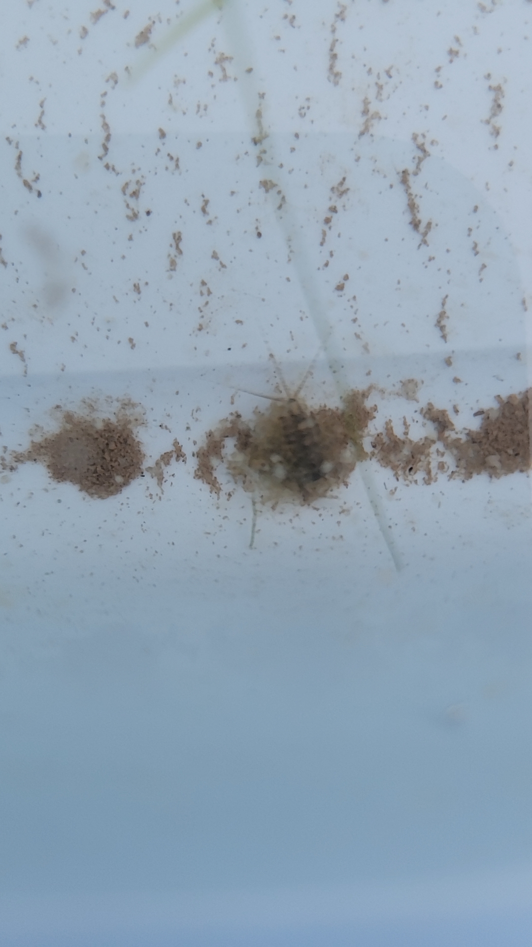 weird water bug thing found in a lake/pond in Western MD r/whatsthisbug