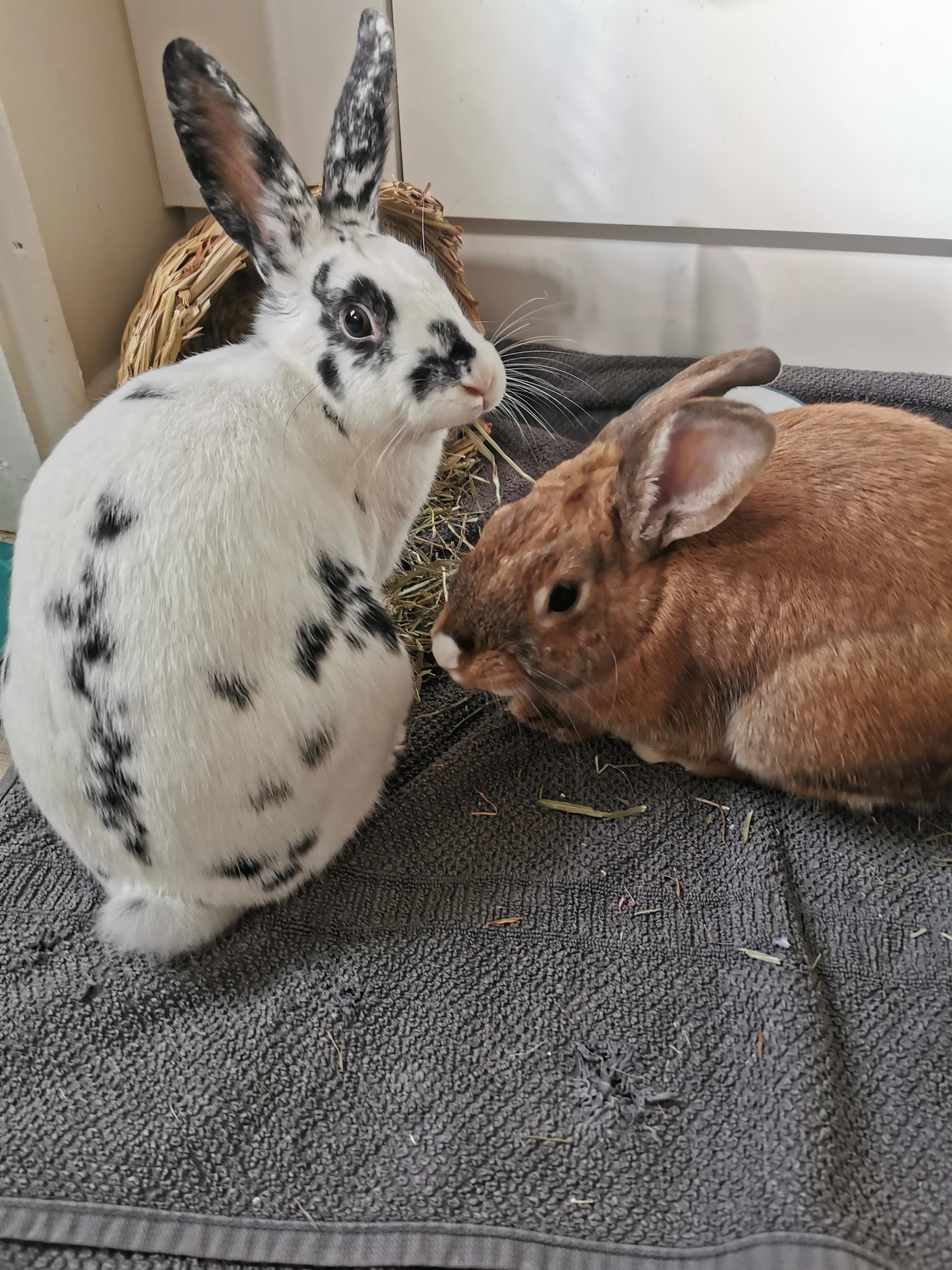 Some advice please! We're considering adopting a rescued, neutered male