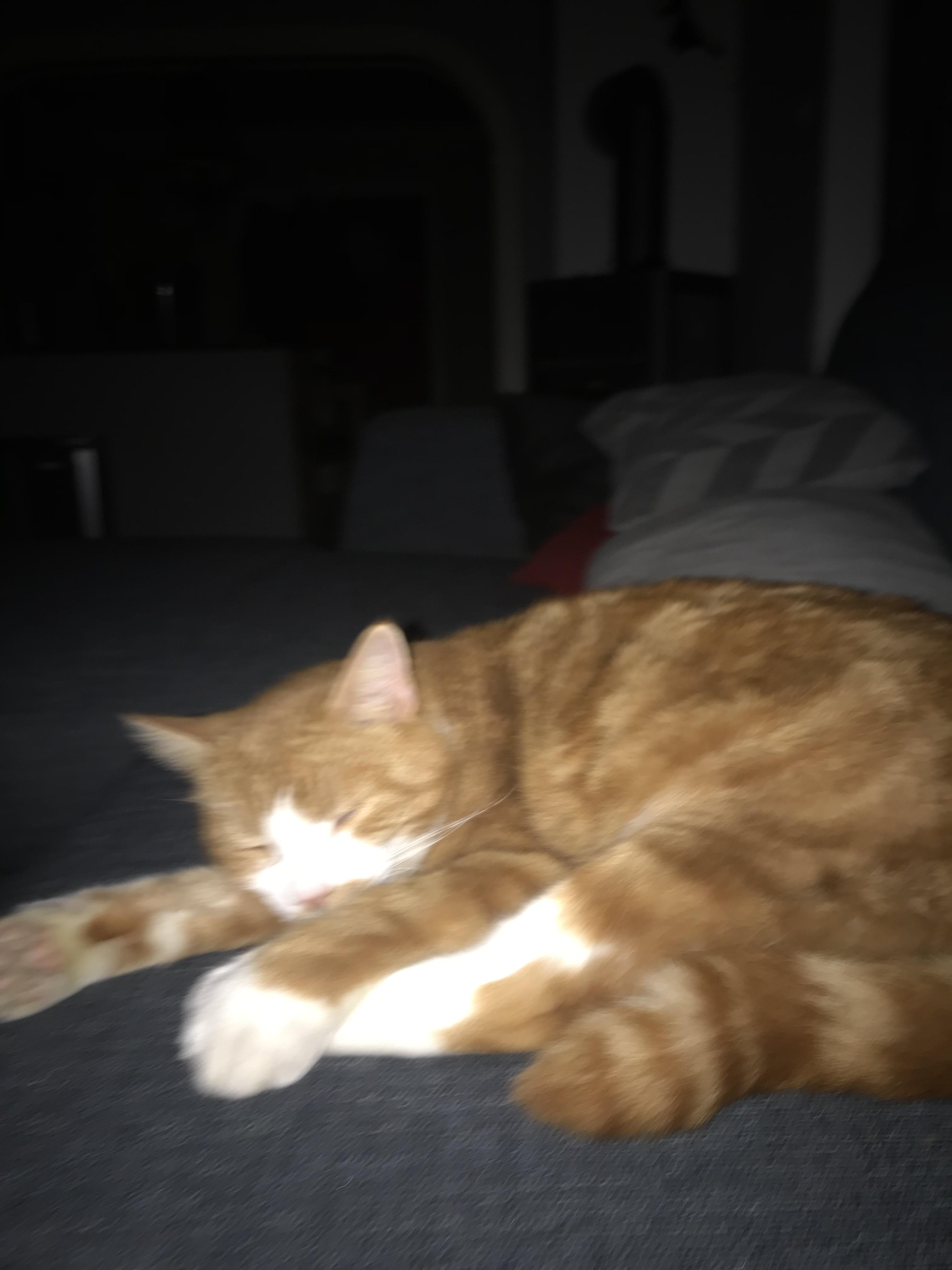 This is my cat r/Animal