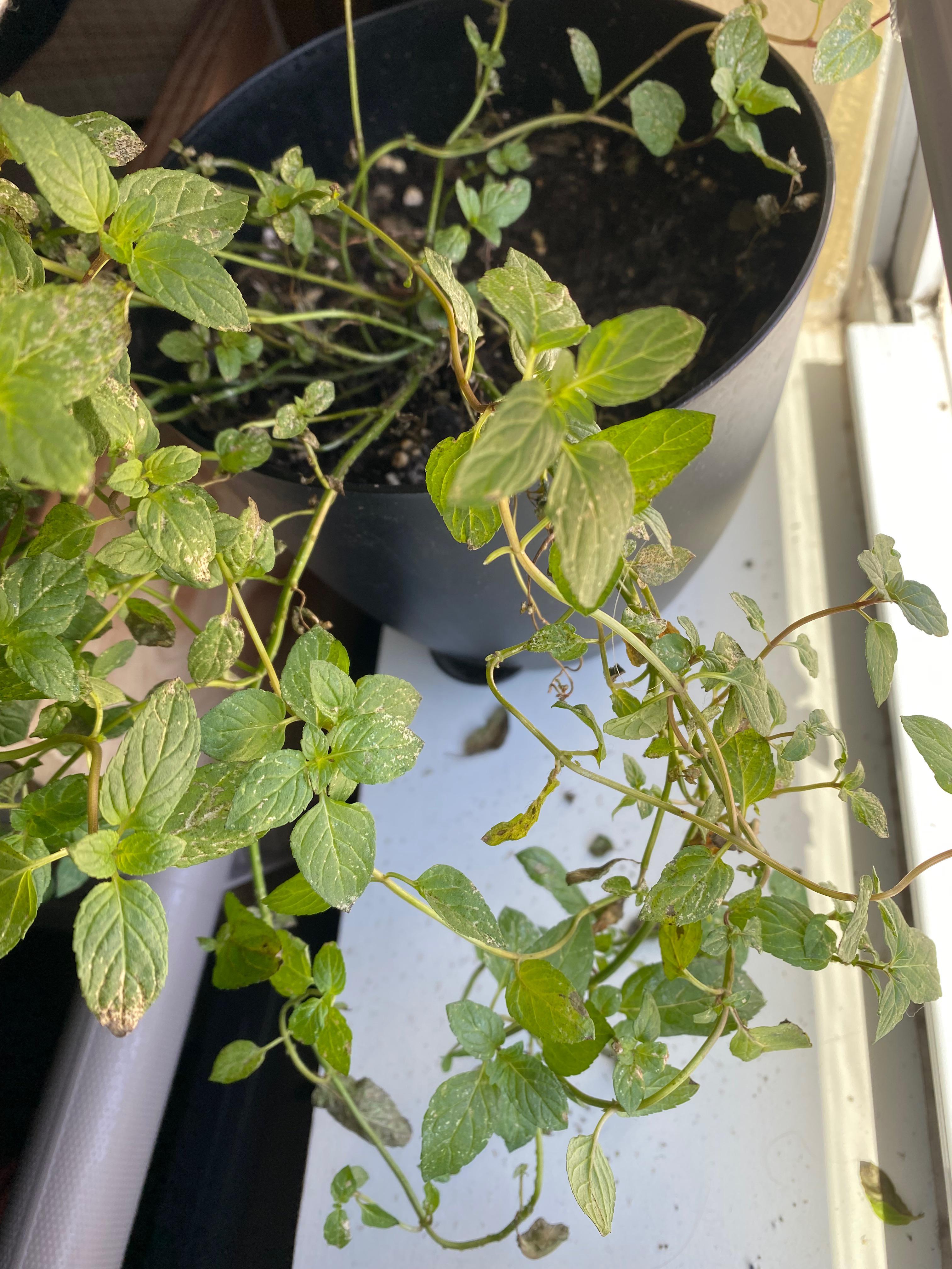 Plant sickness? What should I do? r/plants