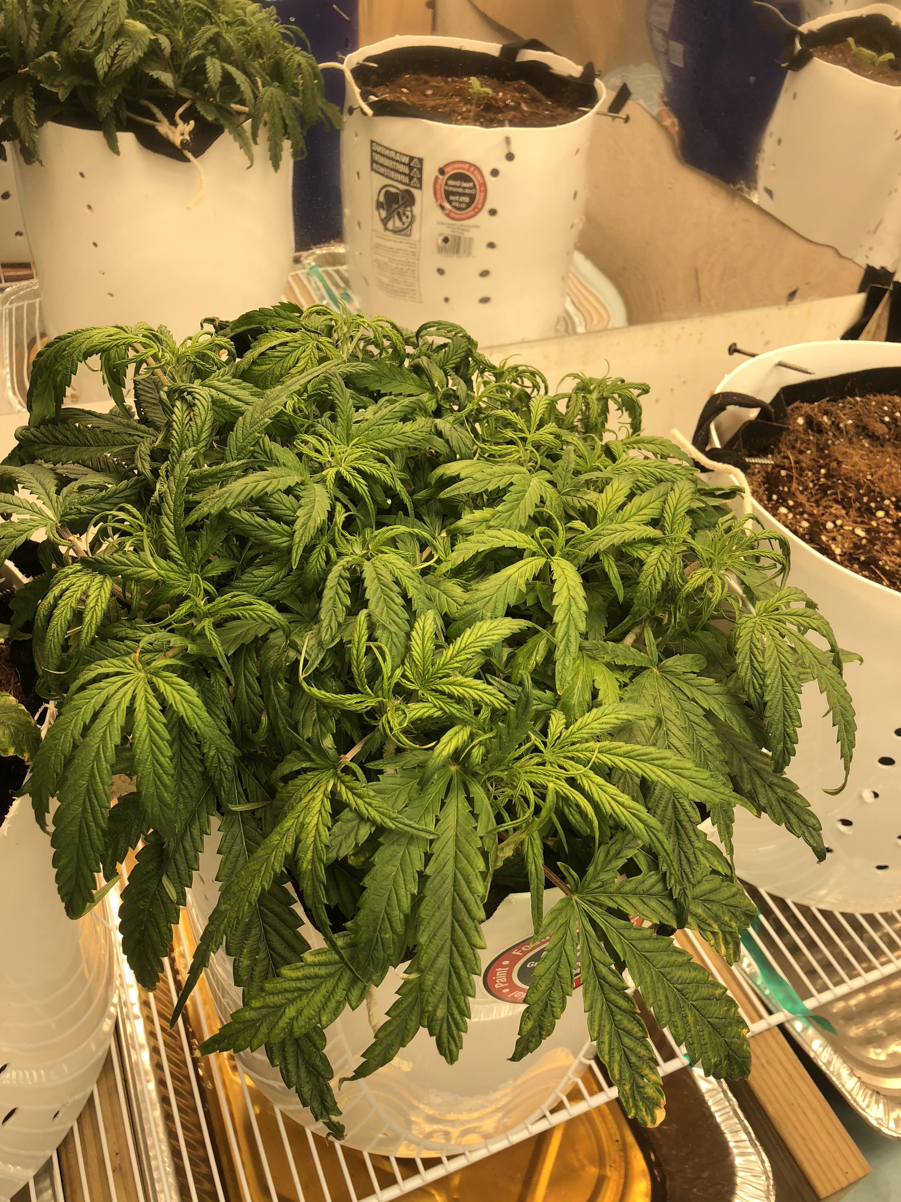 Plants always go sad right before flower, N deficiency? r/Autoflowers