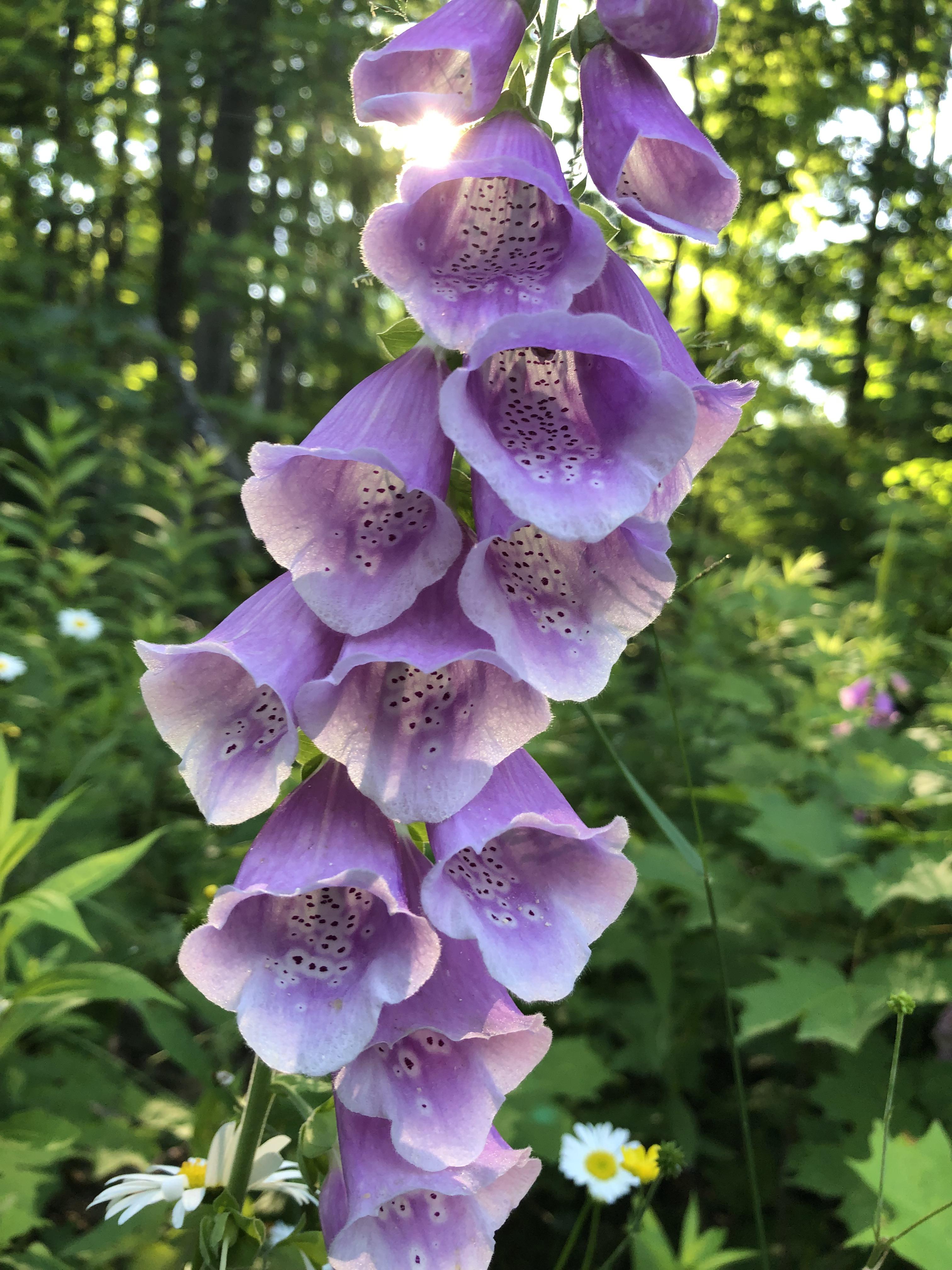 Michigan flowers, iPhone8 r/mobilephotography