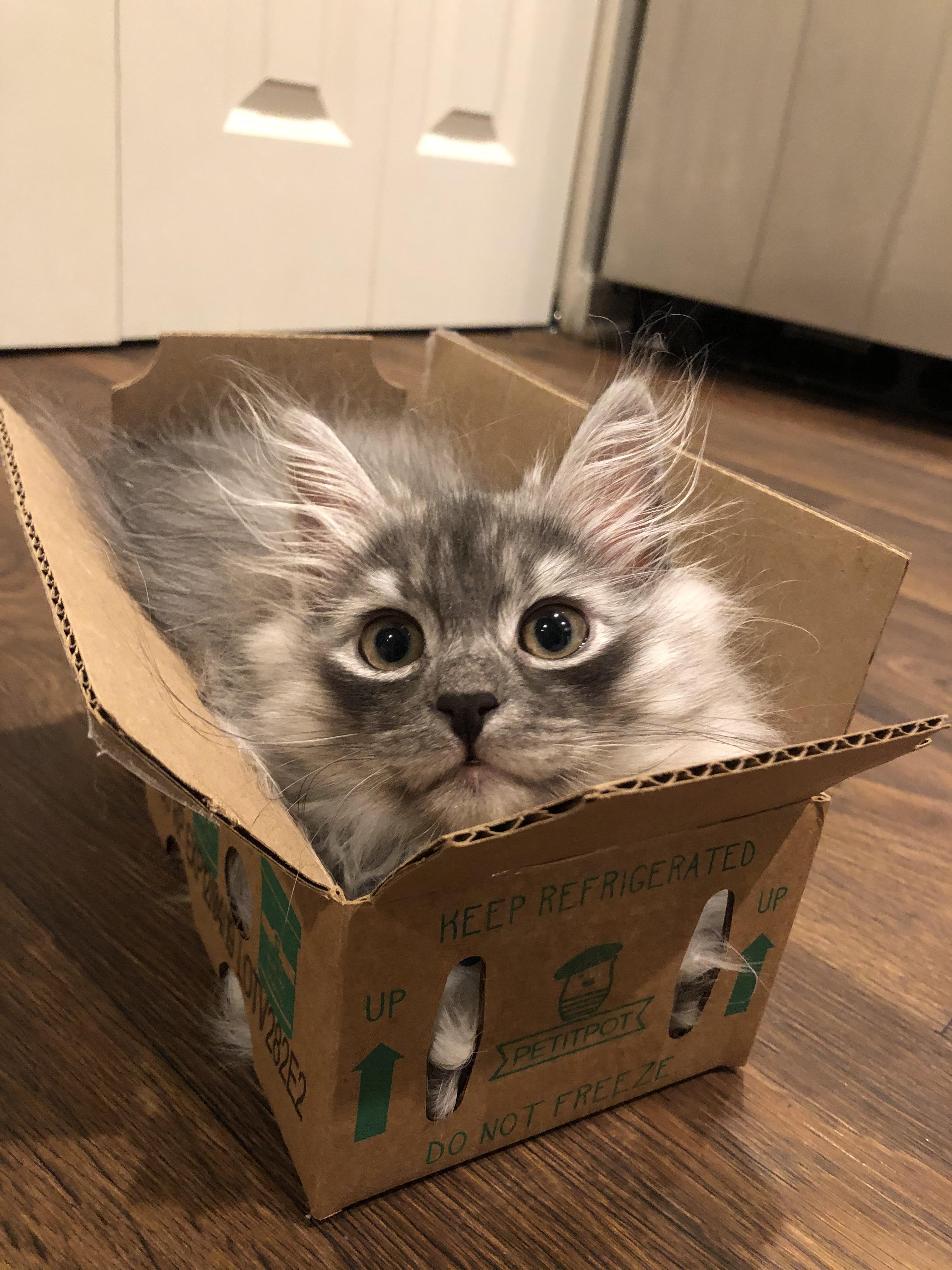 Special delivery. r/cats