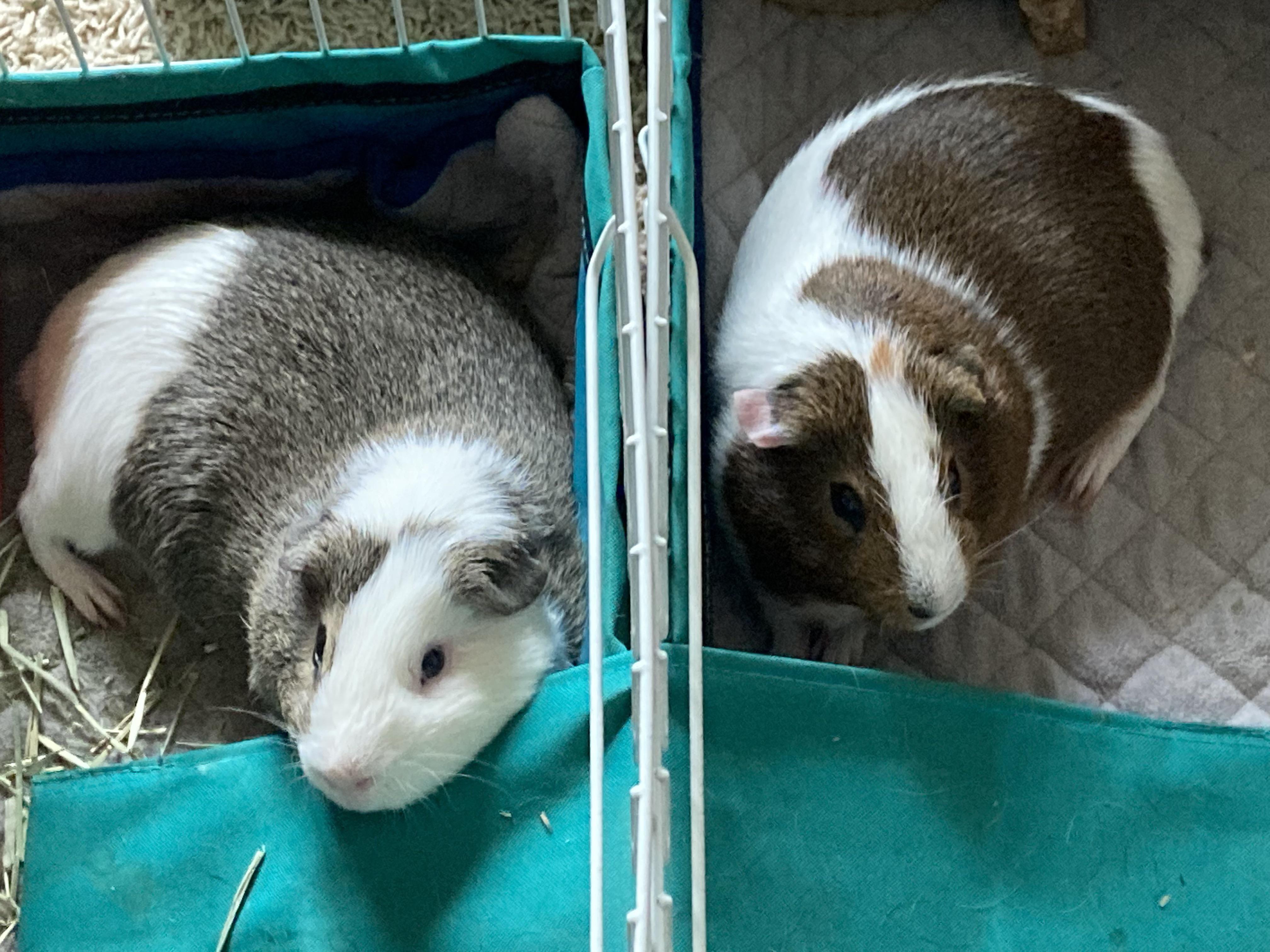 The most commonly asked question I get when I show people my Guinea