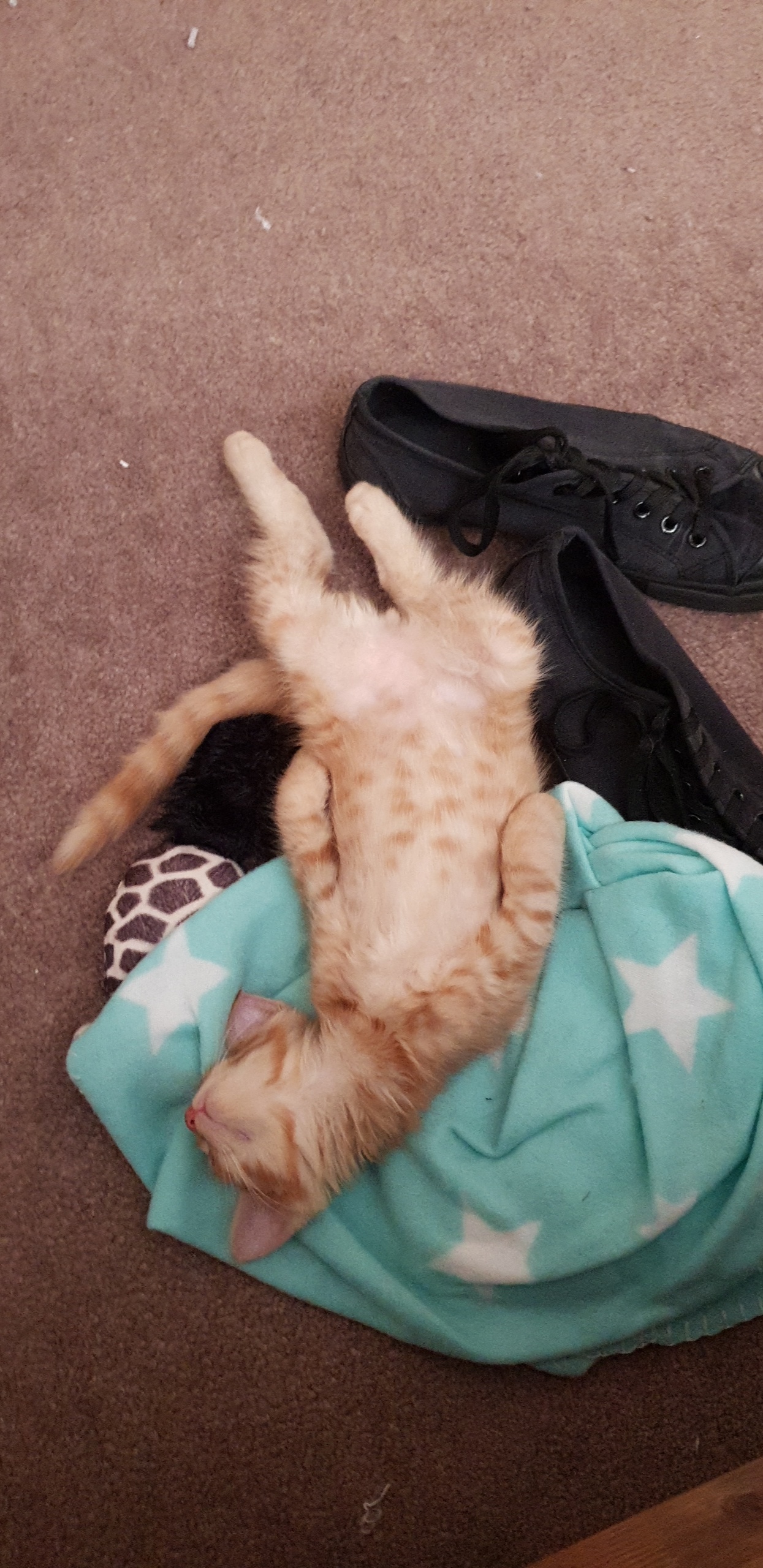 Accidently spilled cat on my floor, how do I clean this up? r