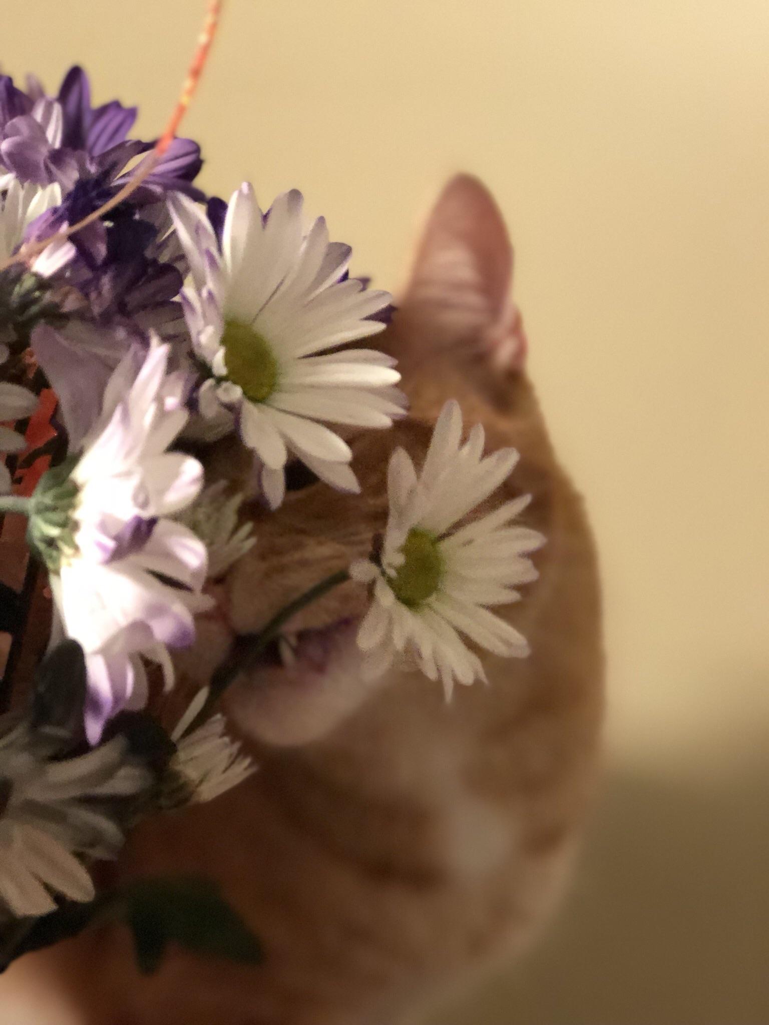 I was trying to take a picture of my flowers when Ethan munched on them