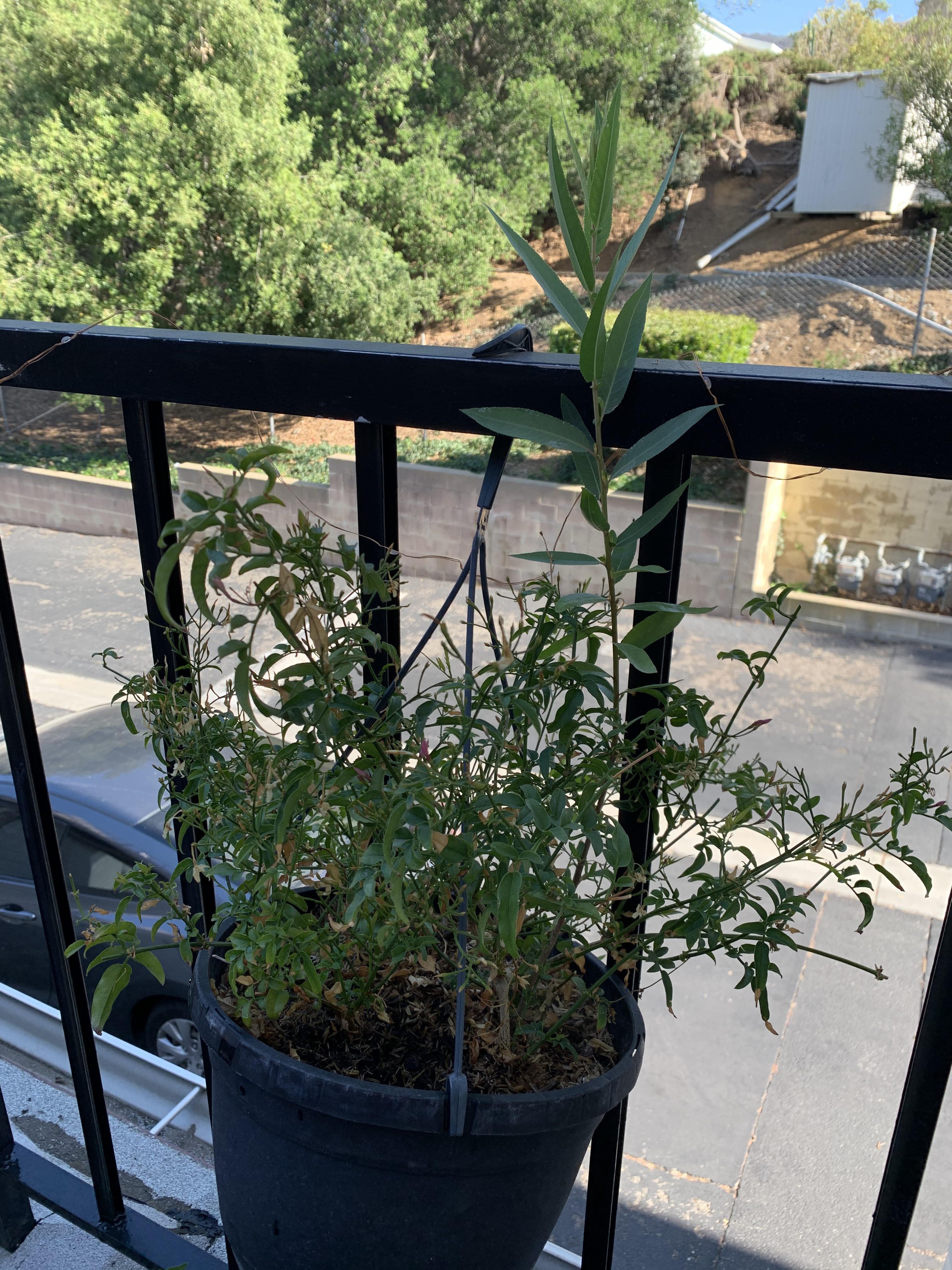 A seed somehow ended up in our jasmine plant and is thriving. No idea