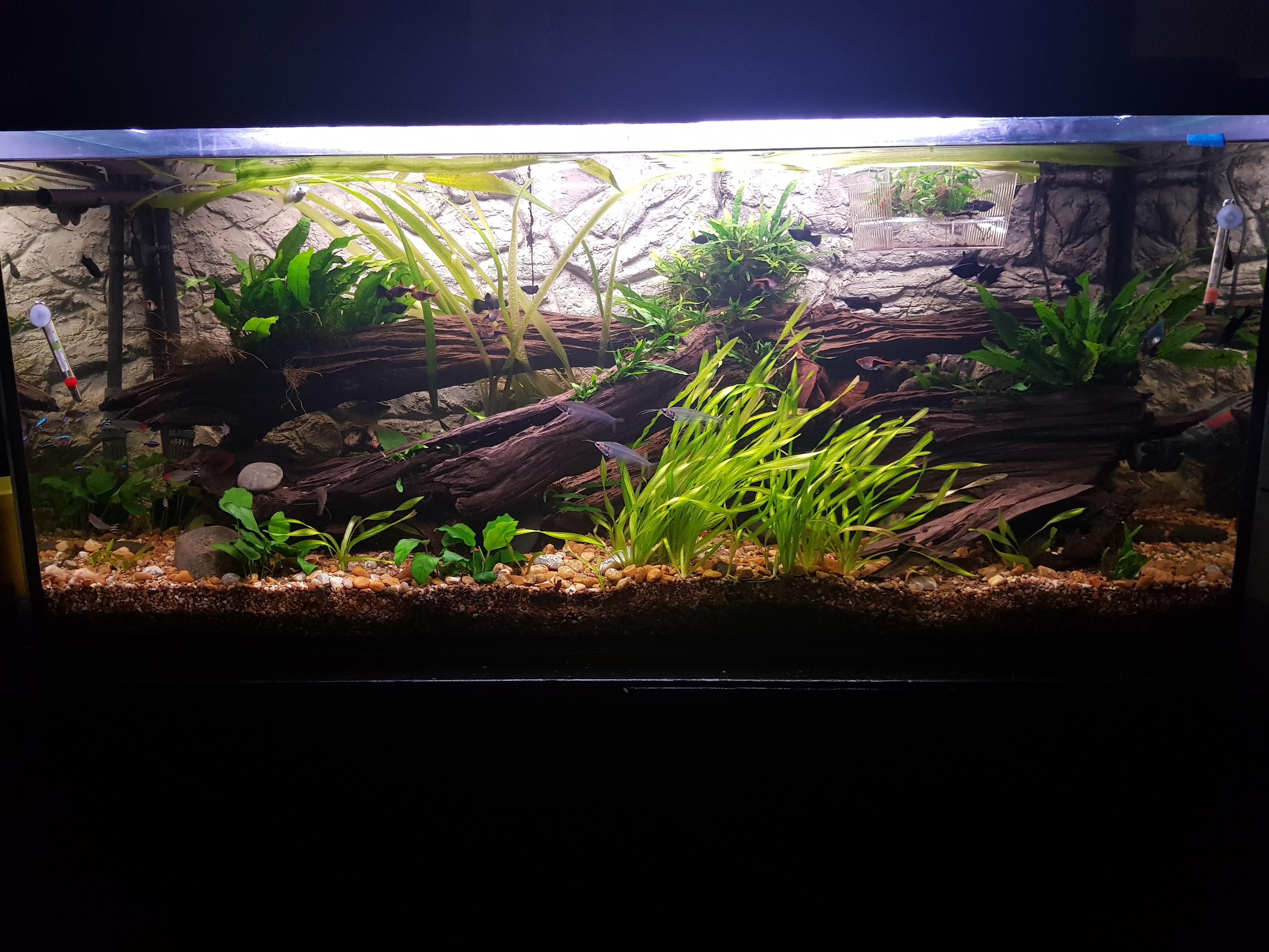 My 90 gallon tank r/aquarium