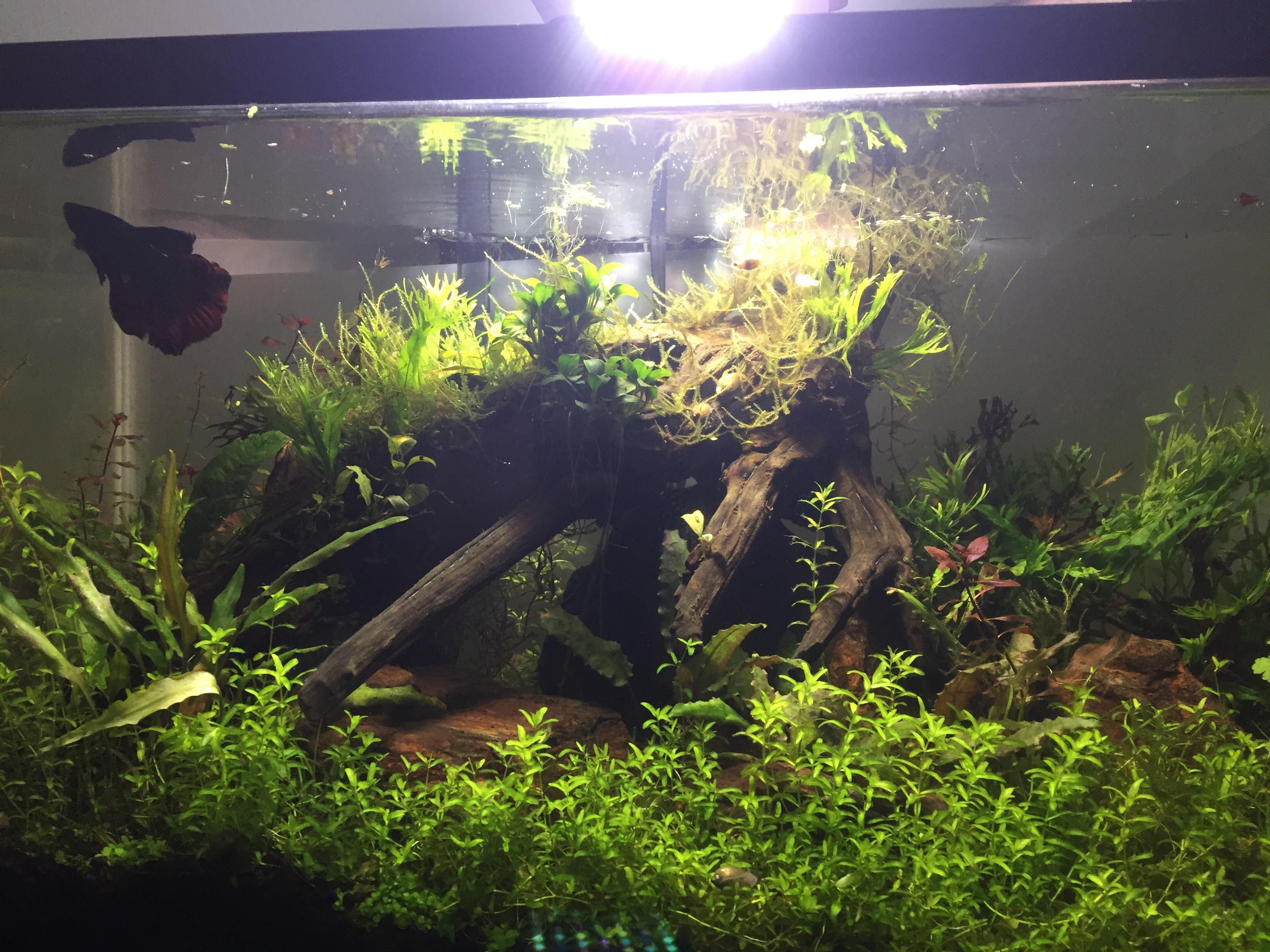 Planted Beta Tank. Beginner, is it good? PlantedTank